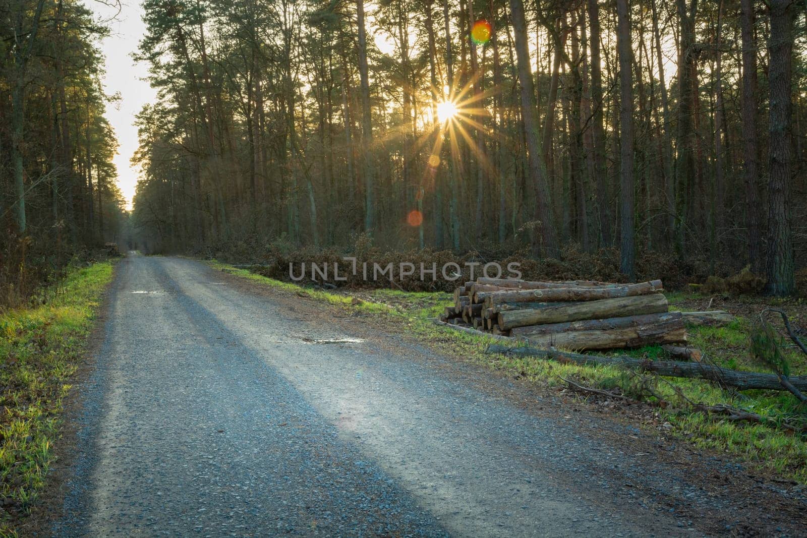 Gravel road in the forest and the glare of the sun, autumn view