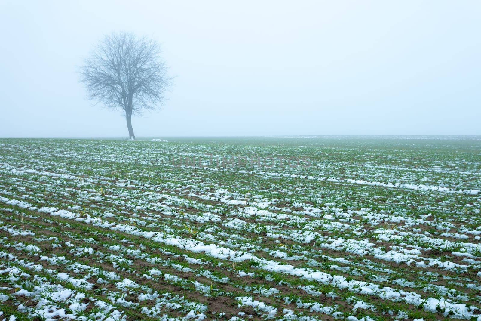 Winter grain and a lonely tree in the fog, eastern Poland