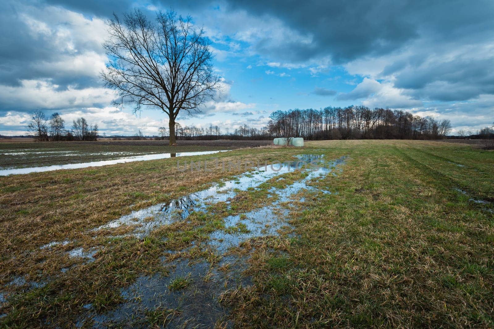 Water in a meadow with trees after a rainstorm, Nowiny, Poland