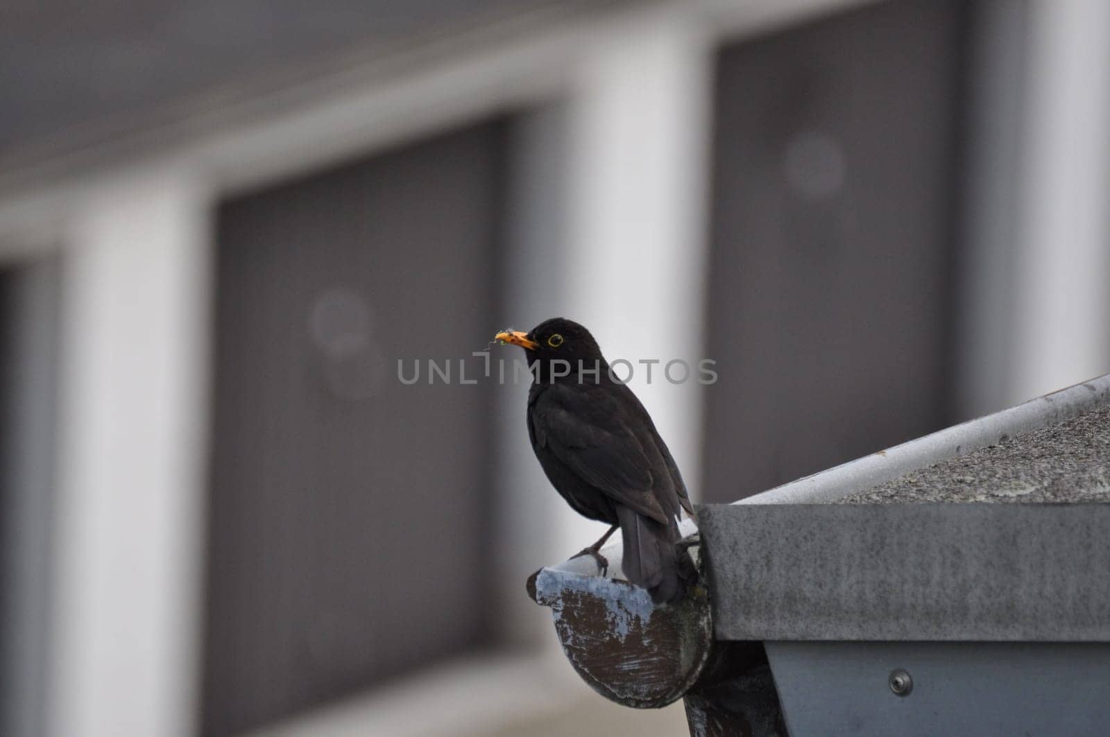 Blackbird perched on a gutter in Germany