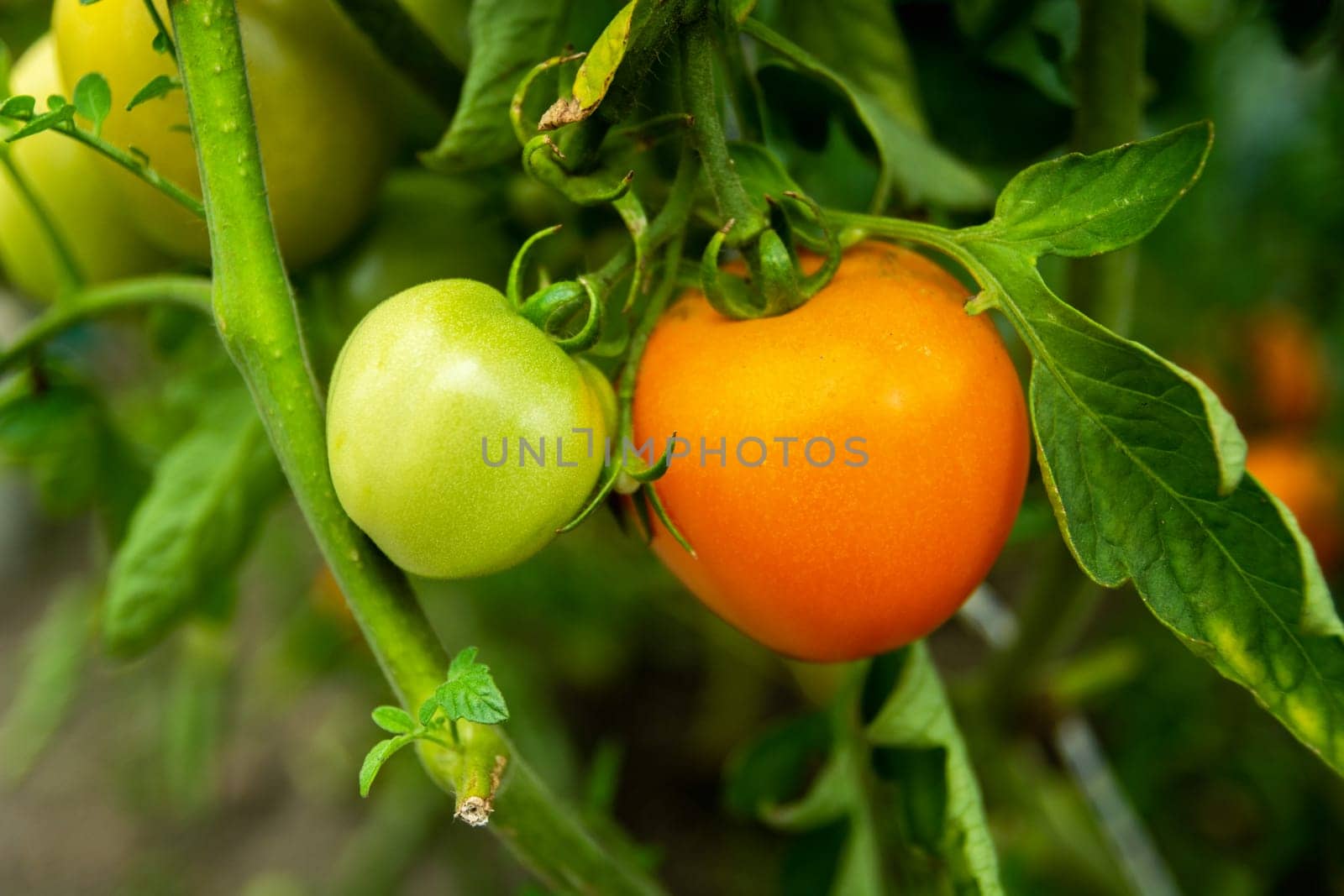Two unripe tomatoes ripening in a greenhouse by darekb22