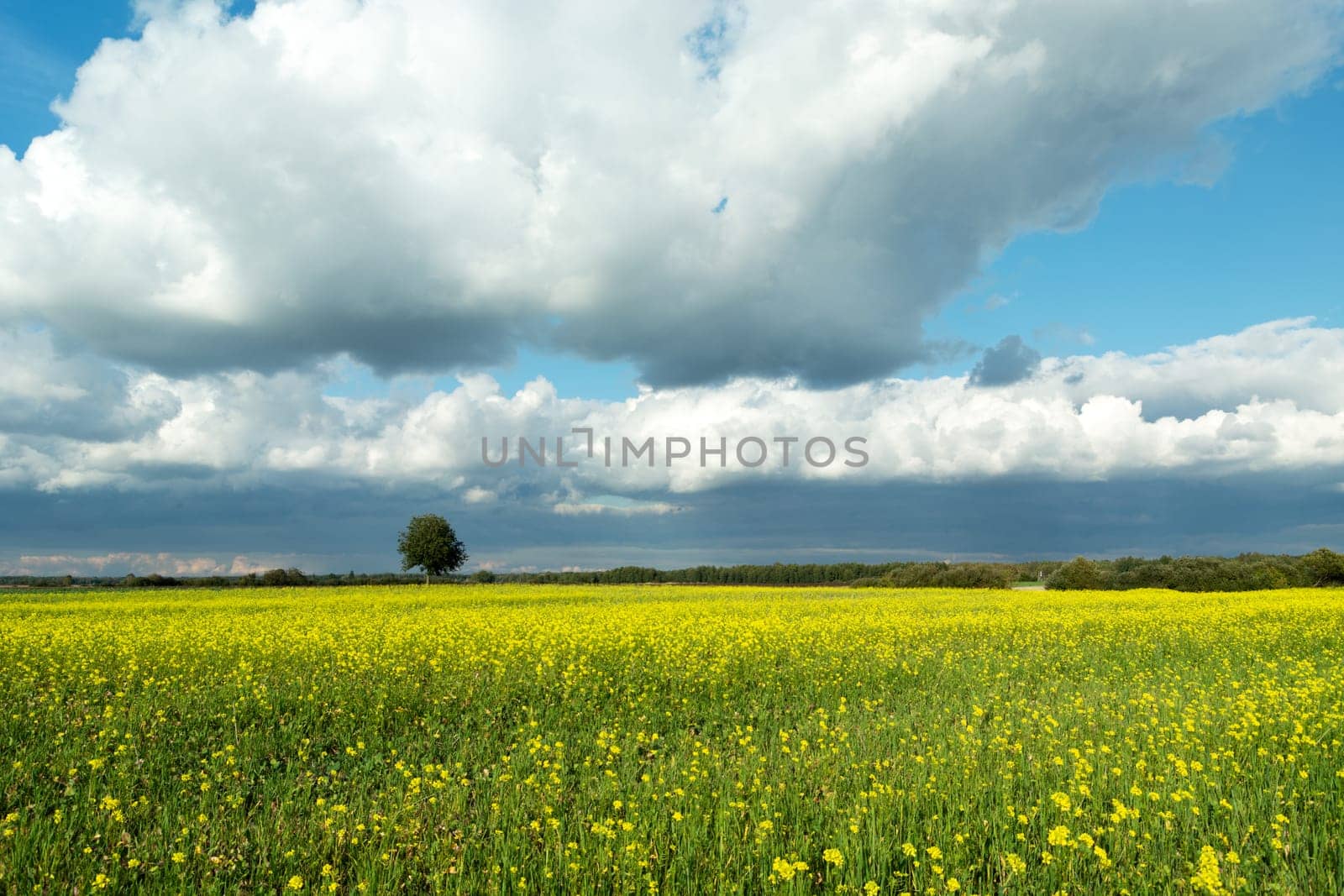 Yellow rapeseed field with a tree and white-gray clouds on the sky, summer day, eastern Poland