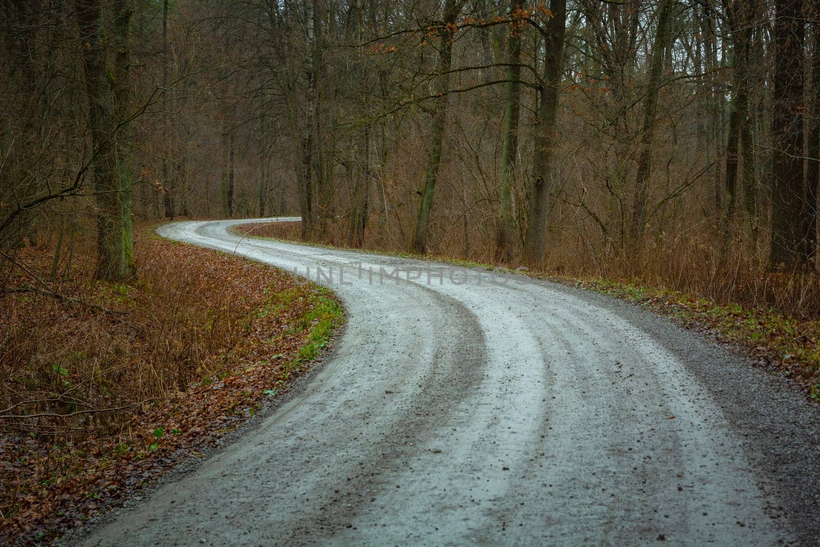 Double bend on the gravel road in the forest by darekb22