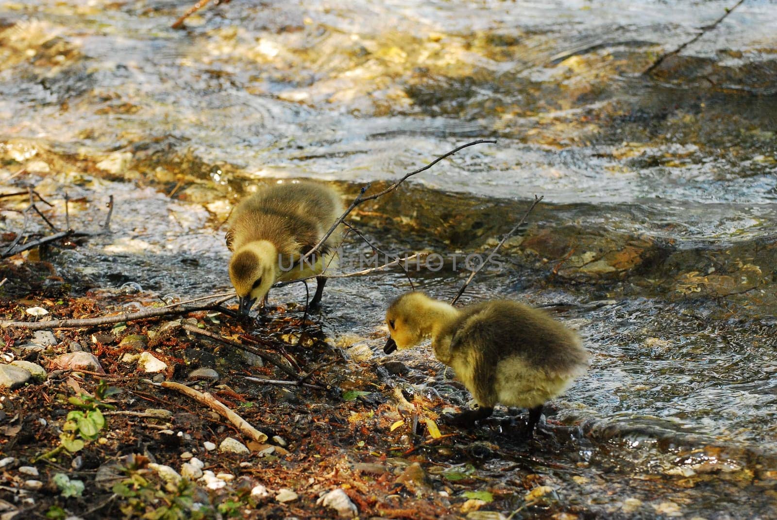 Pair of adorable little ducklings picking at leaves and branches at the Six Lakes Plateau in Germany