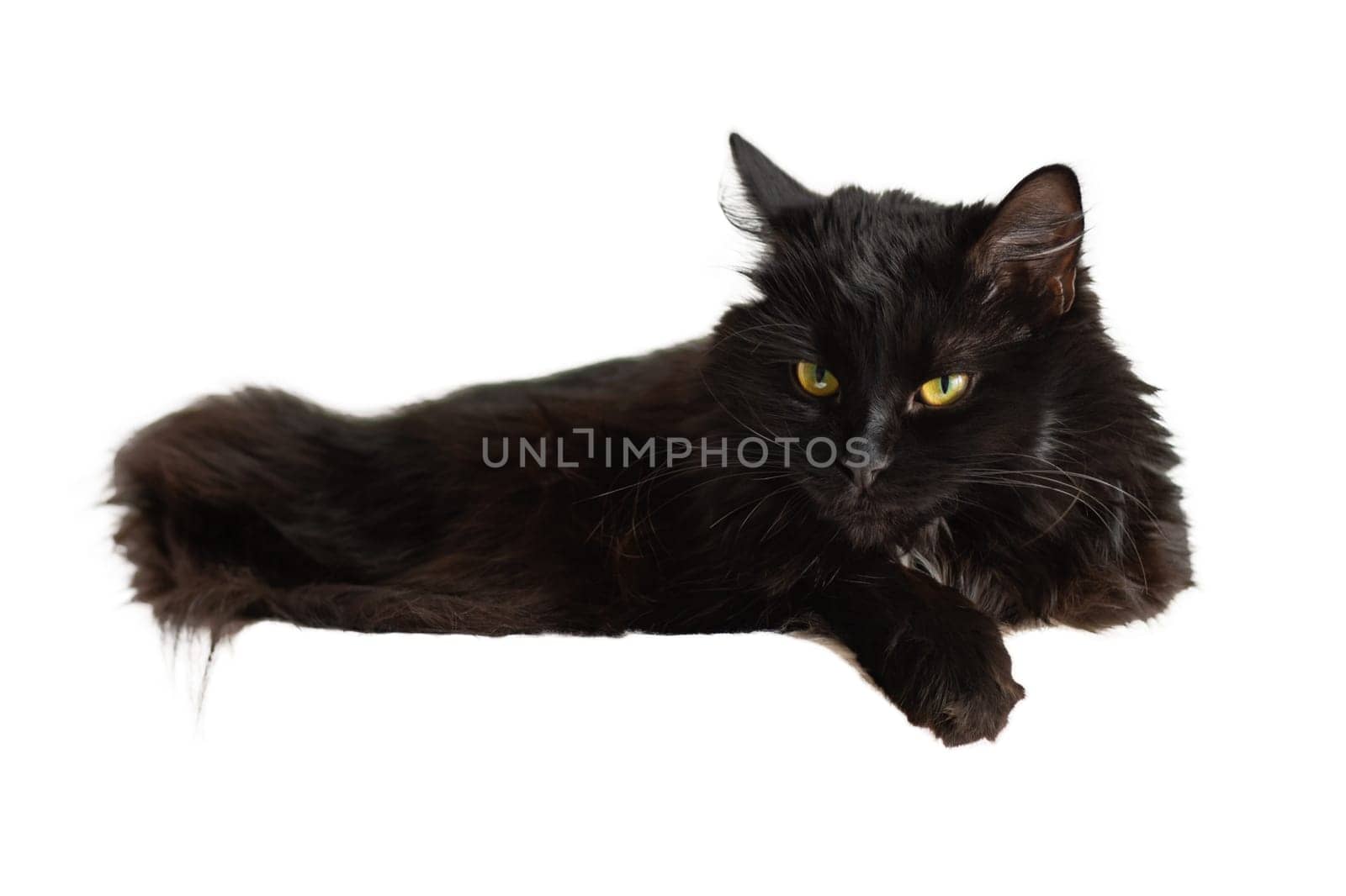 Lying black cat on a white background. Pets. Isolated image on a white background. by Yurii73