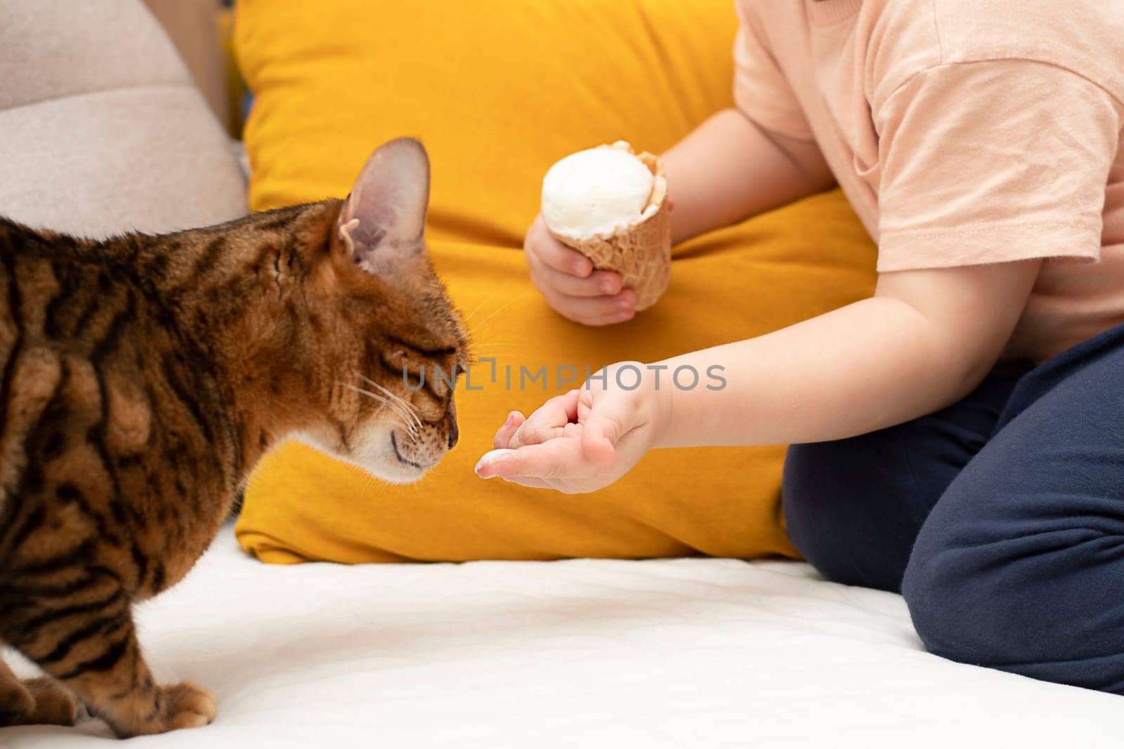 A little cute boy feeds a domestic red leopard bengal cat with ice cream in a waffle cup. by ketlit