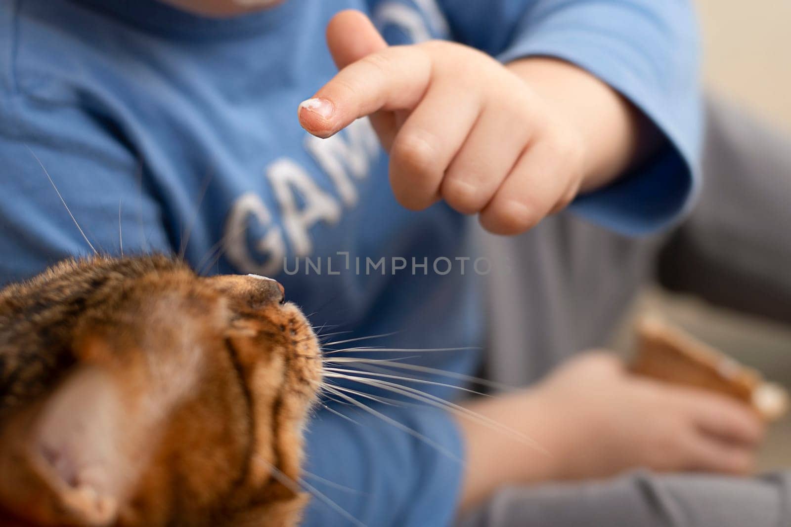 Animals. A small child feeds ice cream from a finger to a domestic red leopard Bengal cat. Close-up. Soft focus. Friendship.