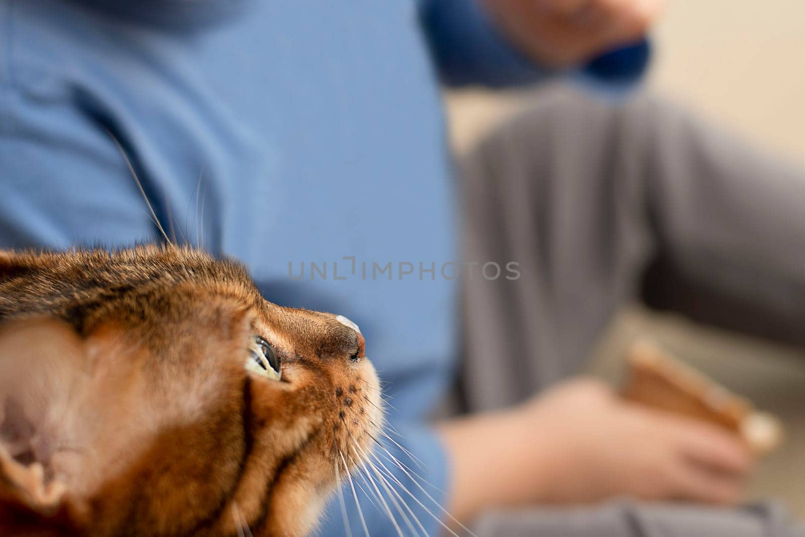 Animals. A small child feeds ice cream from a finger to a domestic red leopard Bengal cat. Close-up. Soft focus. Friendship.