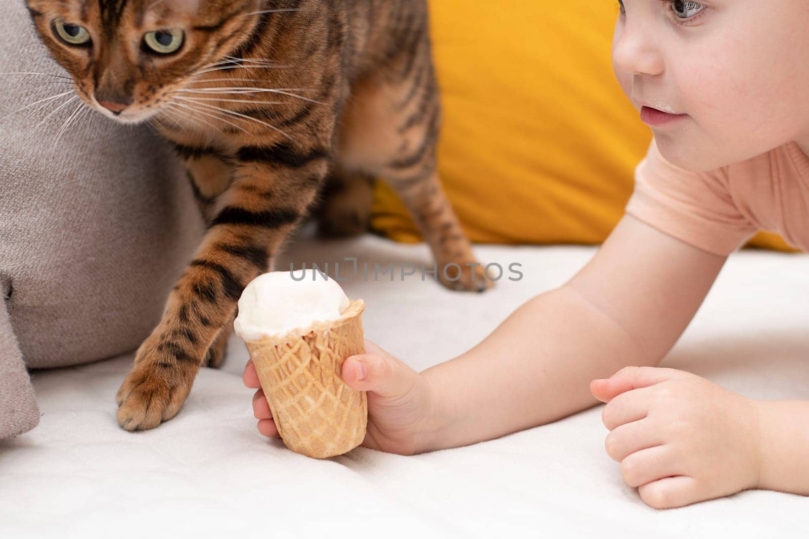 Little caucasian cute boy feeds domestic striped red leopard bengal cat with white ice cream in a waffle cup in home interior. Close-up. Soft focus.