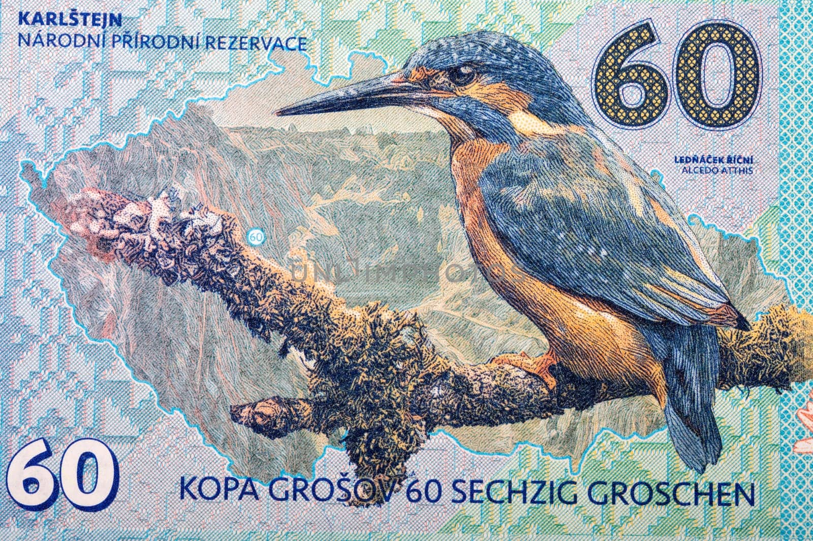 Common kingfisher from money by johan10