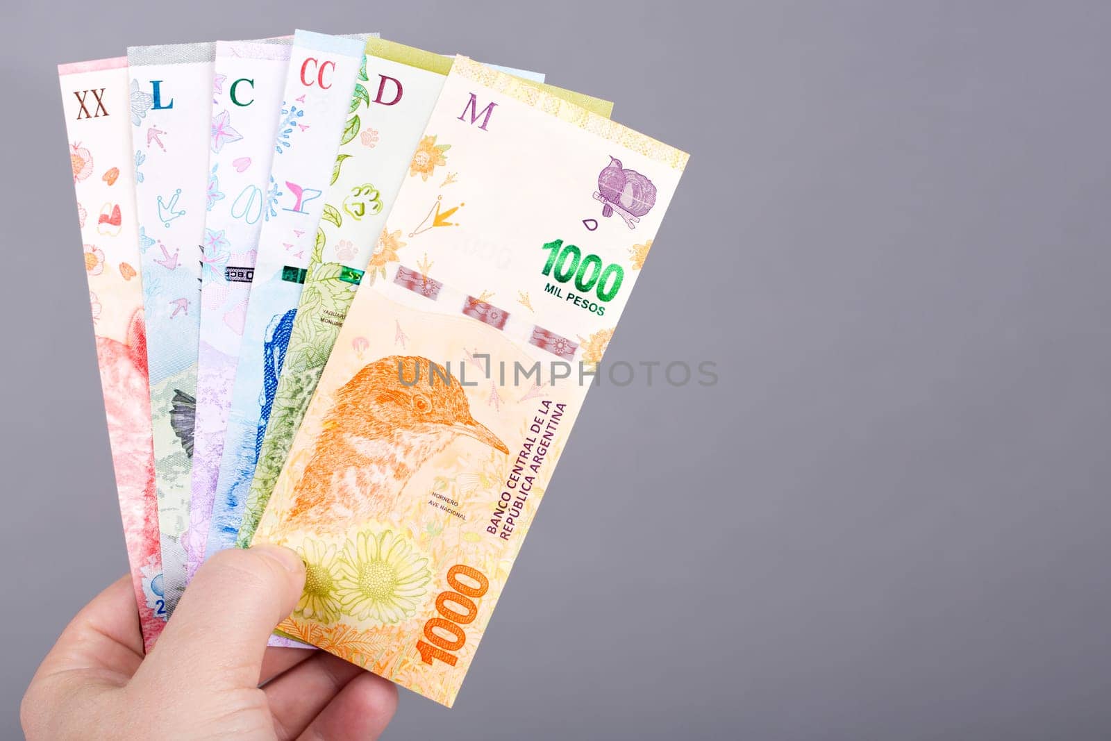 Argentine money -  peso  in the hand on a gray background