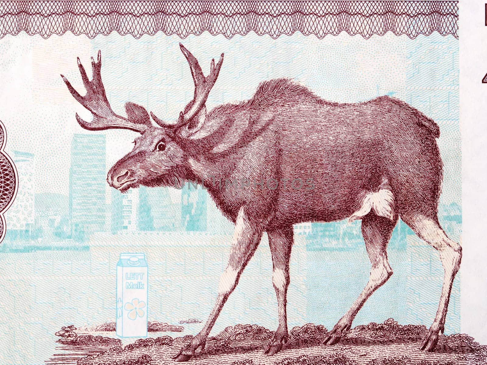 Moose a portrait from Norwegian money