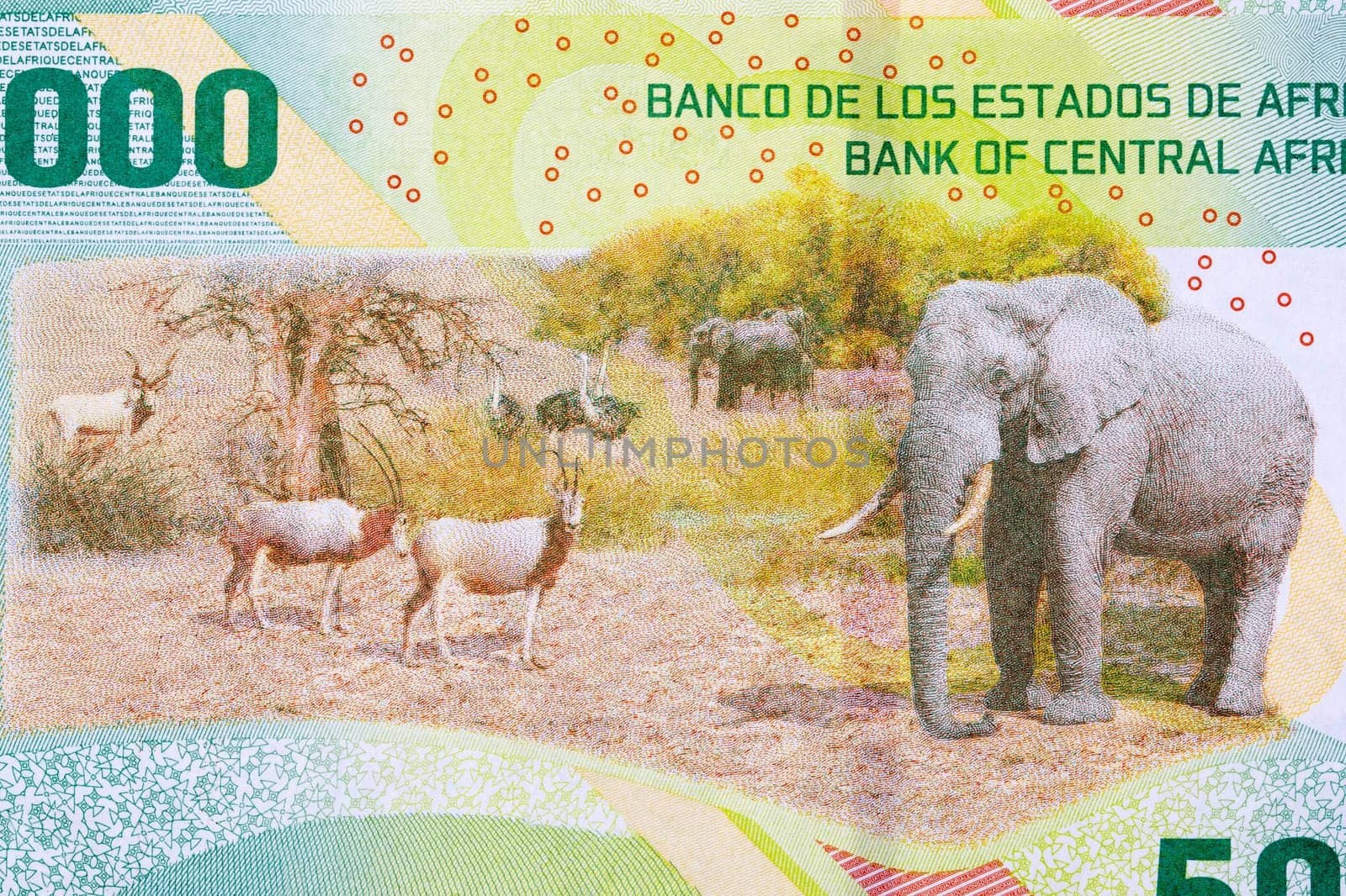 Safari scene from Central African States money  by johan10