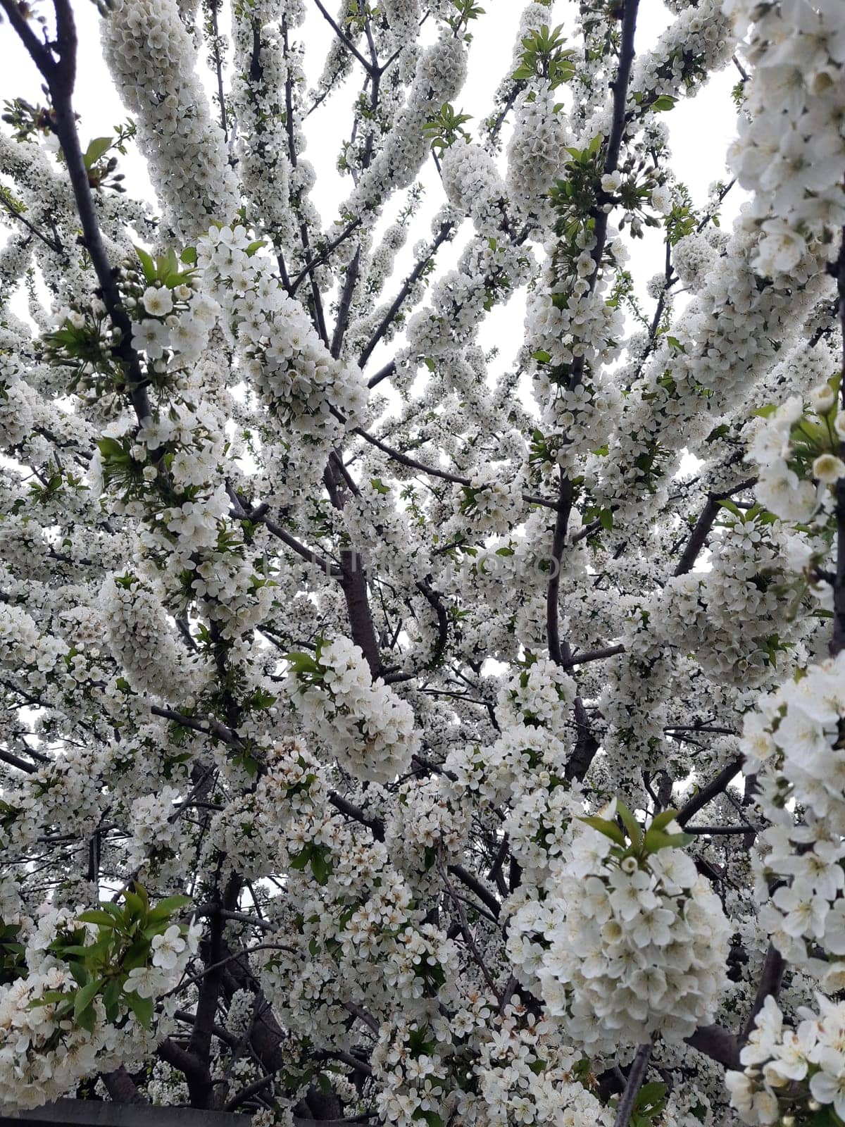 Cherry white flowers on a tree in early spring in the garden close-up.