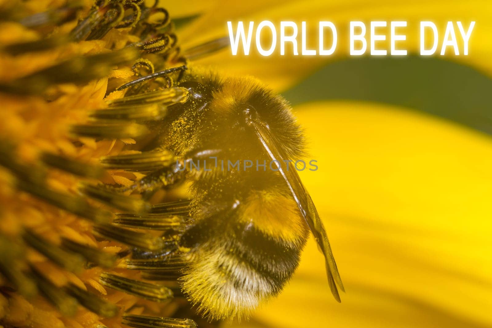 National Bee Day. Greeting card, poster, for World Beer Day. Selective focus