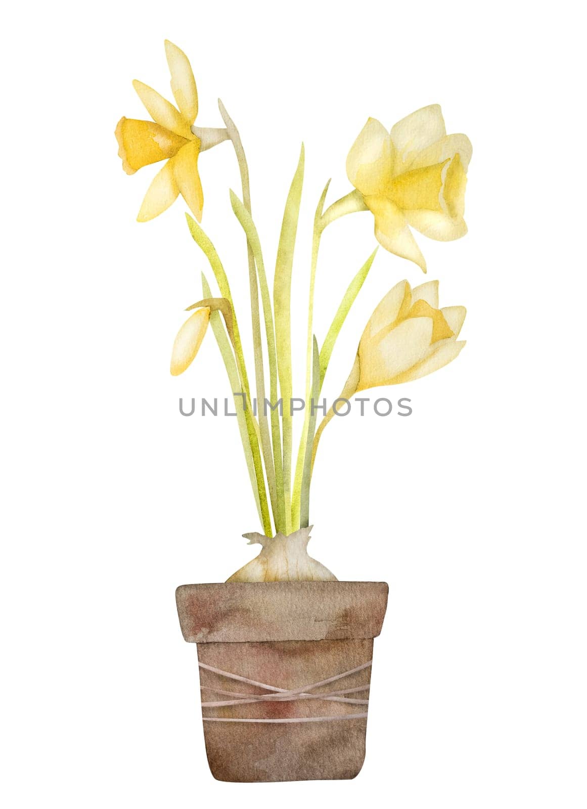 Spring flowers narcissus bouquet in pot watercolor painting. Yellow easter blossom plant daffodil aquarelle painting for postcard design