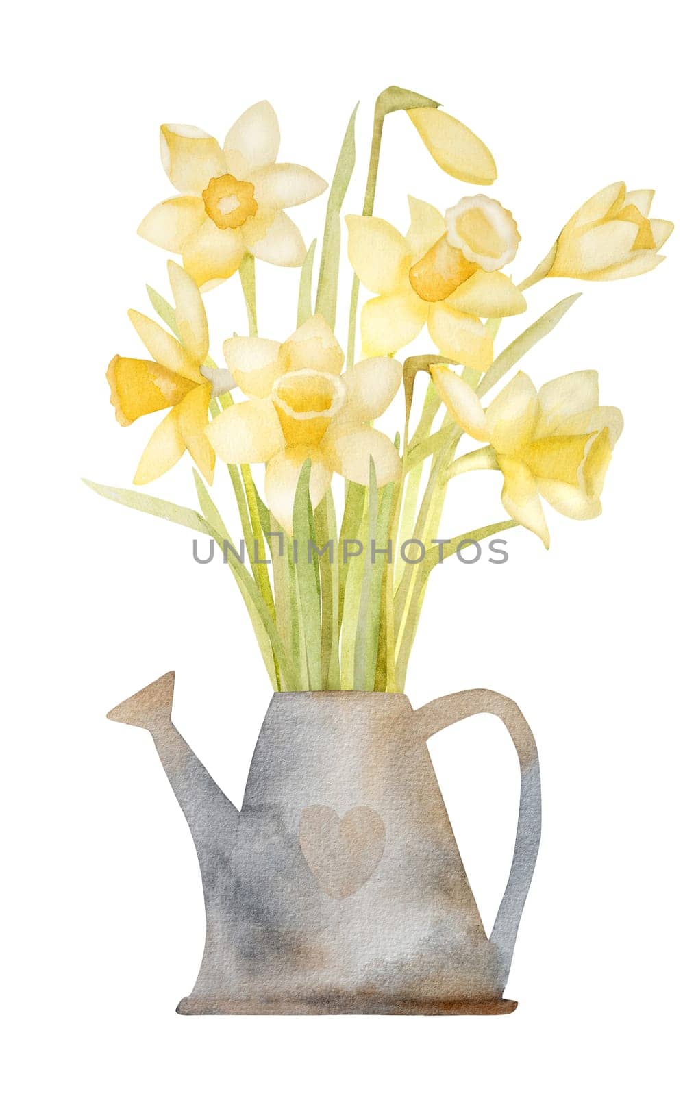 Spring flowers narcissus bouquet in watering can watercolor painting. Yellow easter blossom plant daffodil aquarelle painting for postcard design