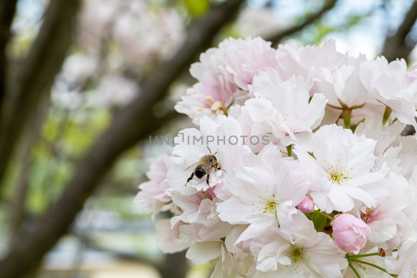 A spring scene depicting how a bee dines on nectar from an apple blossom of paradise and pollinates it at the same time.