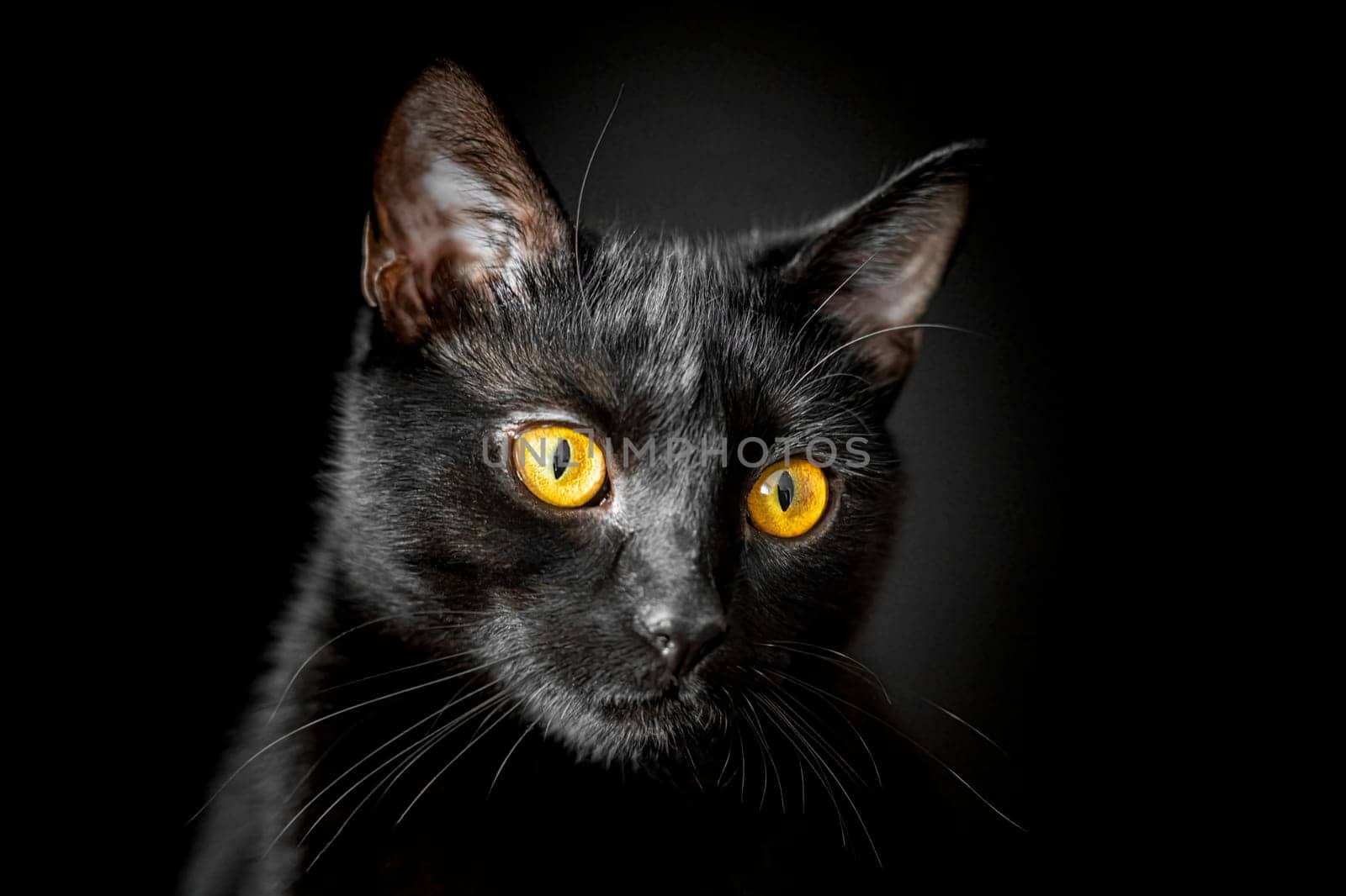 portrait of a black cat on a black background. photo