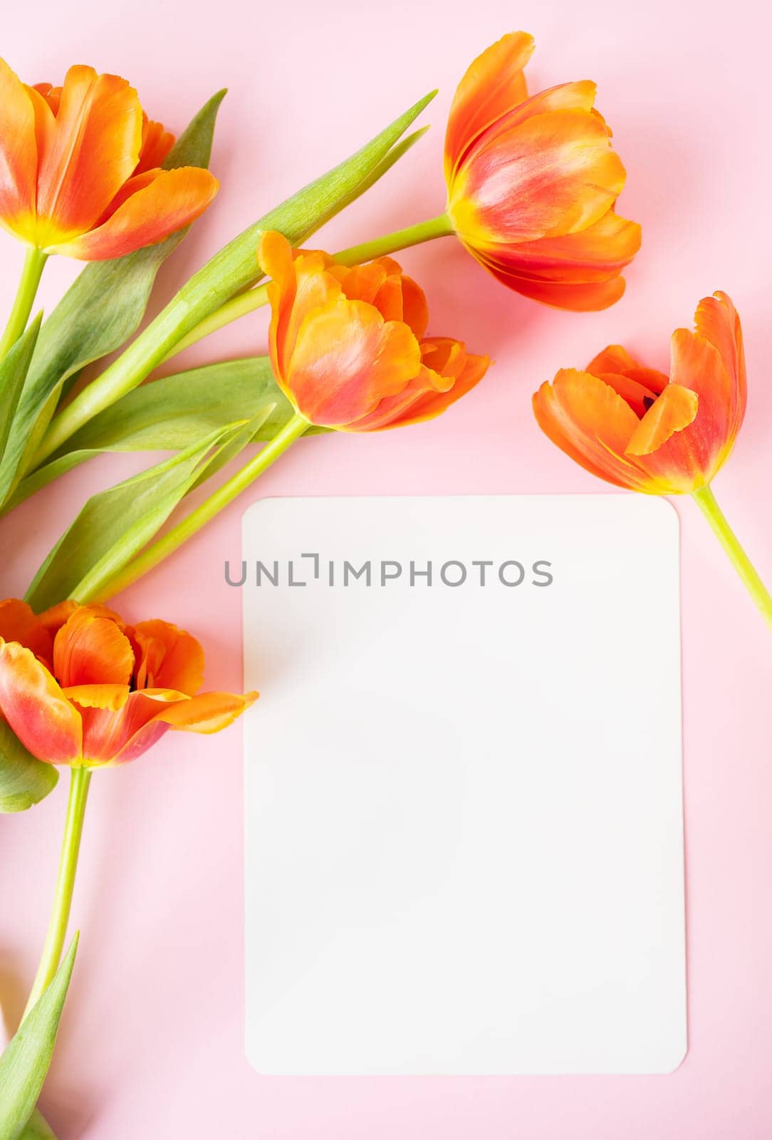 A beautiful bouquet of orange peony tulips along with a white card in the middle isolated on a pink background. Reddy layout for designers, layout