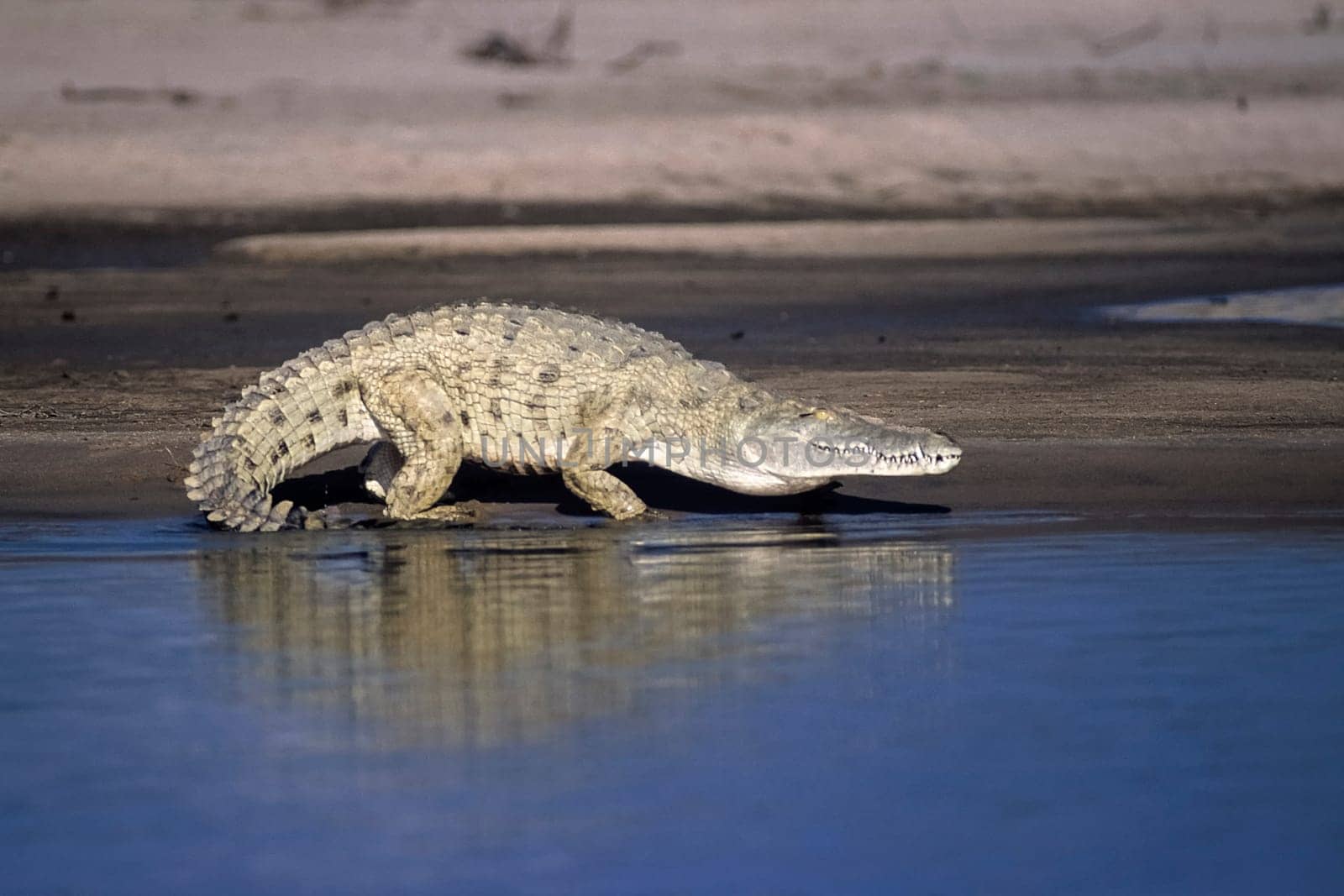 Nile Crocodile (Crocodylus niloticus), Selous Game Reserve, Morogoro, Tanzania, Africa