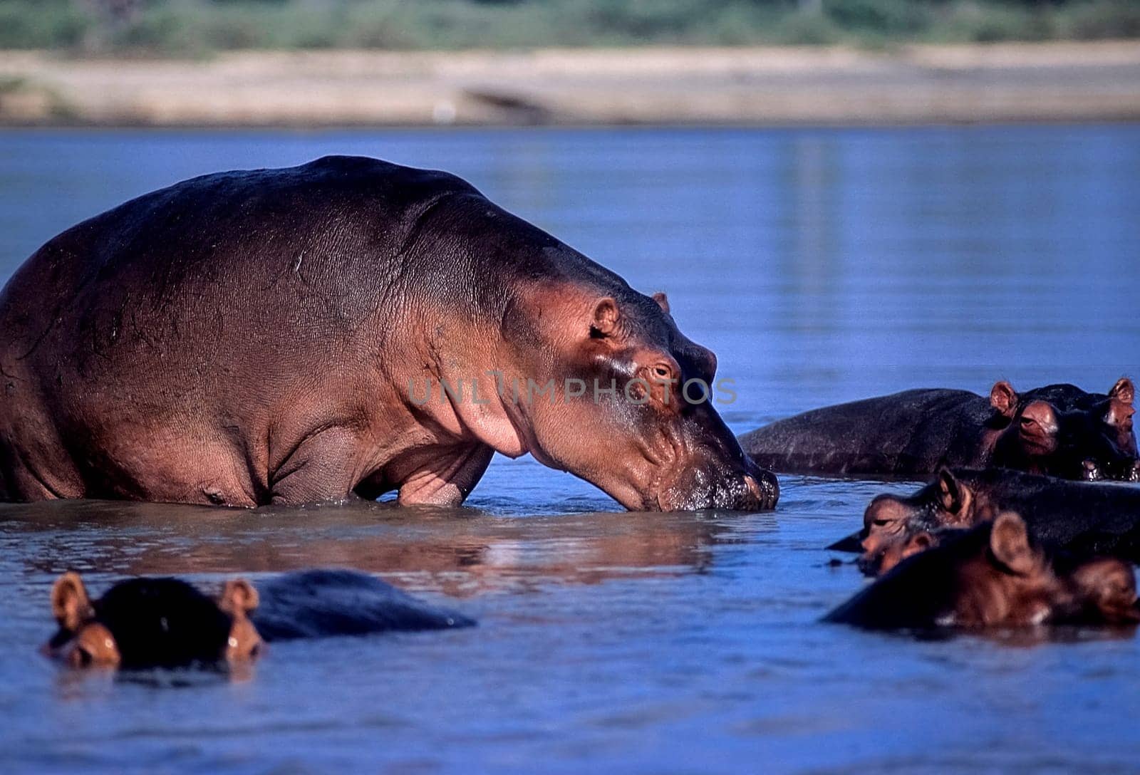 Hippopotamus (Hippopotamus amphibius), Selous Game Reserve, Morogoro, Tanzania, Africa