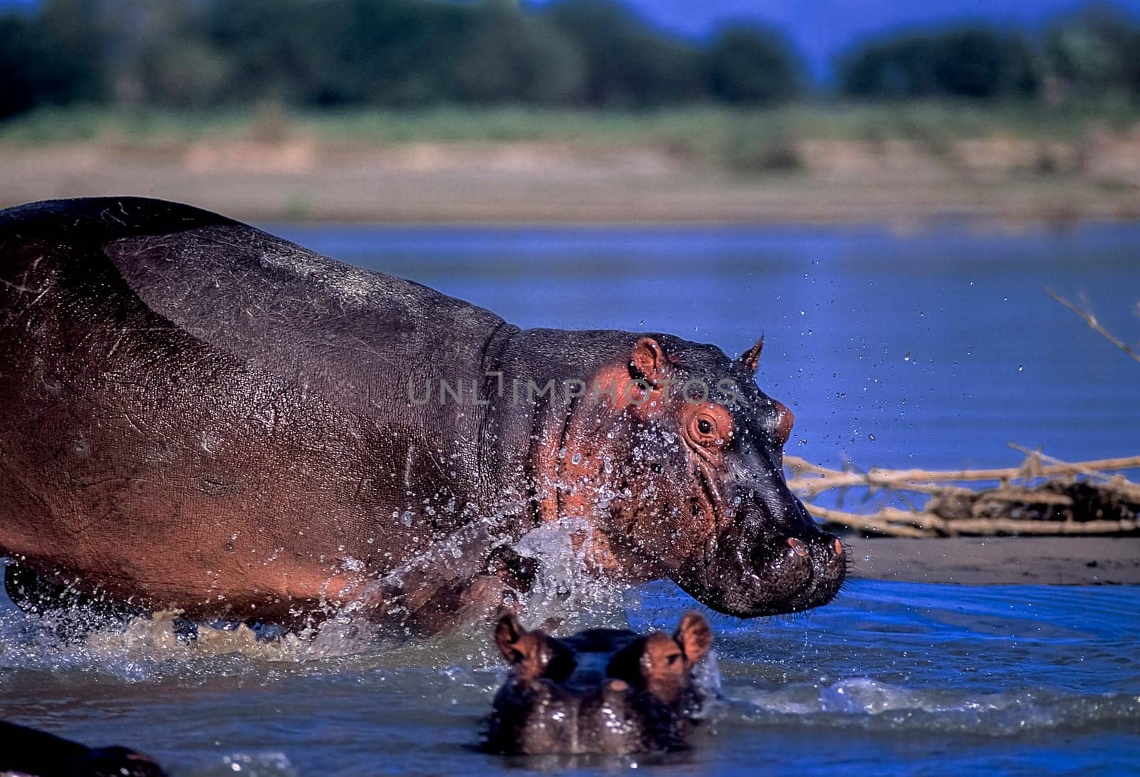 Hippopotamus (Hippopotamus amphibius), Selous Game Reserve, Morogoro, Tanzania, Africa