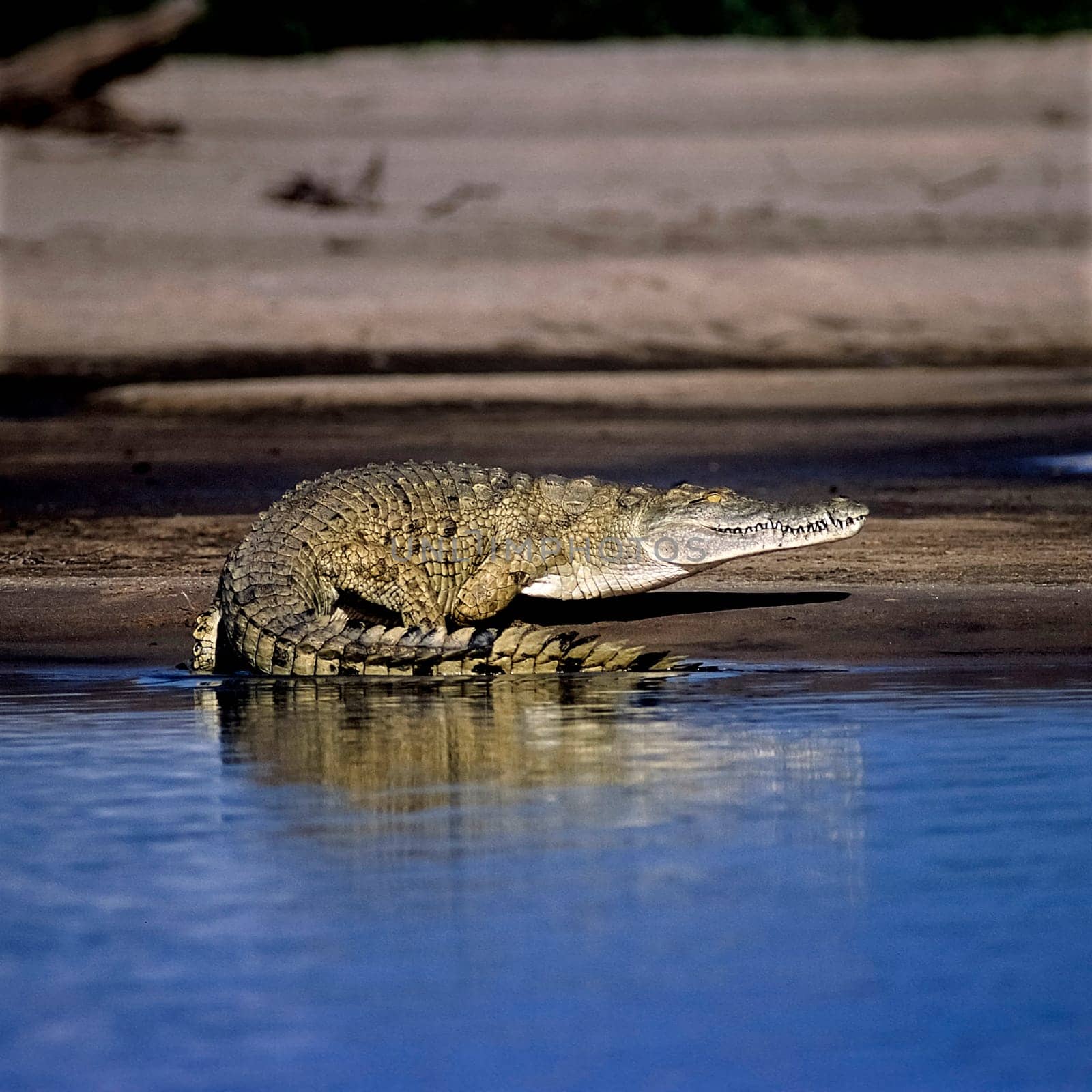 Nile Crocodile (Crocodylus niloticus), Selous Game Reserve, Morogoro, Tanzania, Africa