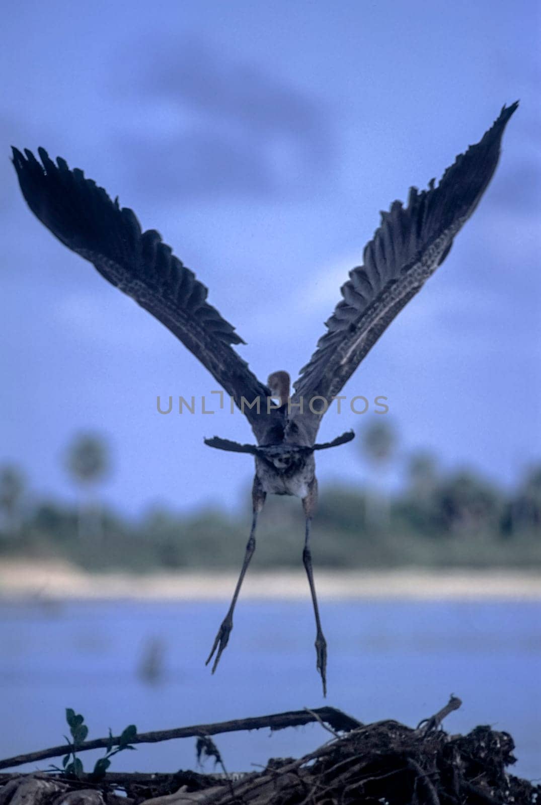 Purple Heron (Ardea purpurea), Selous Game Reserve, Morogoro, Tanzania, Africa
