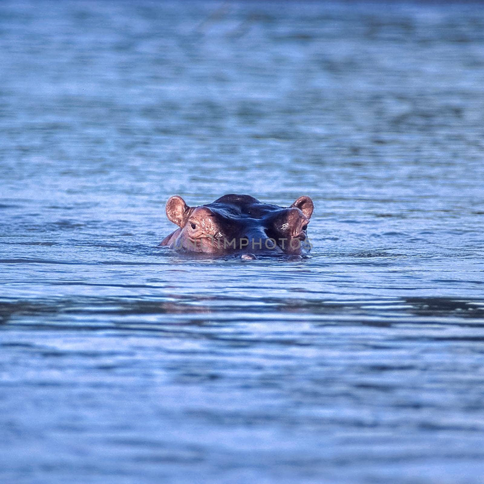 Hippopotamus (Hippopotamus amphibius), Selous Game Reserve, Morogoro, Tanzania, Africa