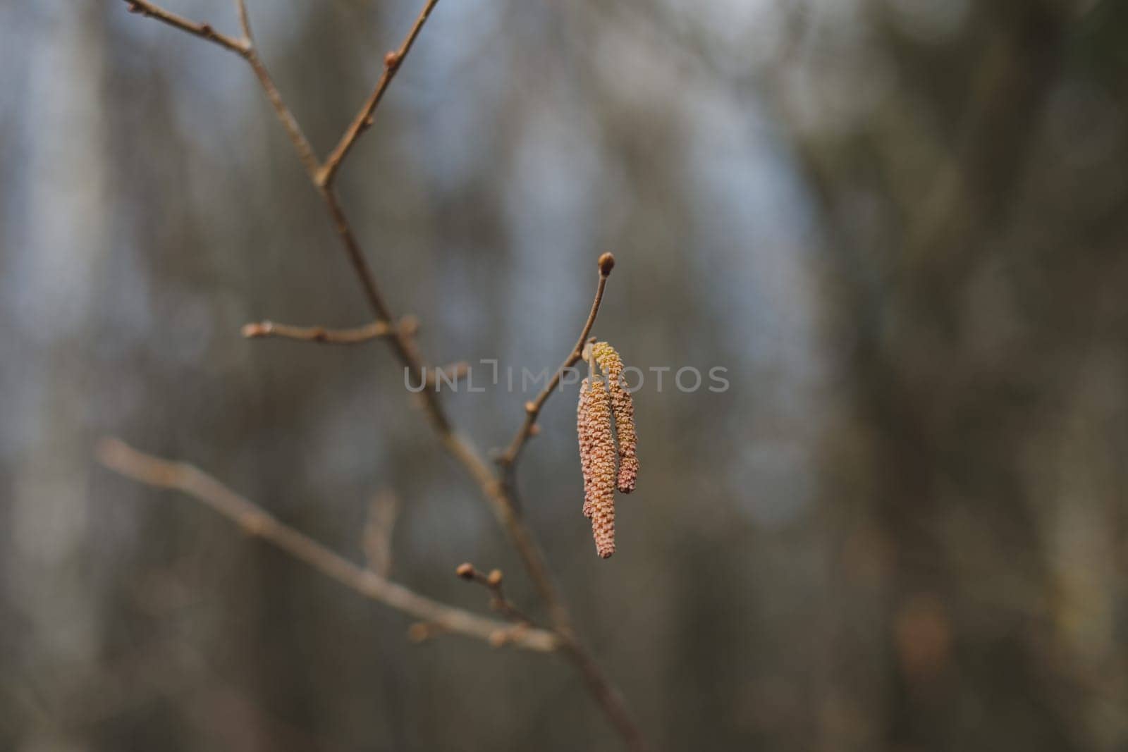 Close-up of birch chains. Birch buds in spring, on a branch. Earrings with yellow birch buds on the blurred nature background