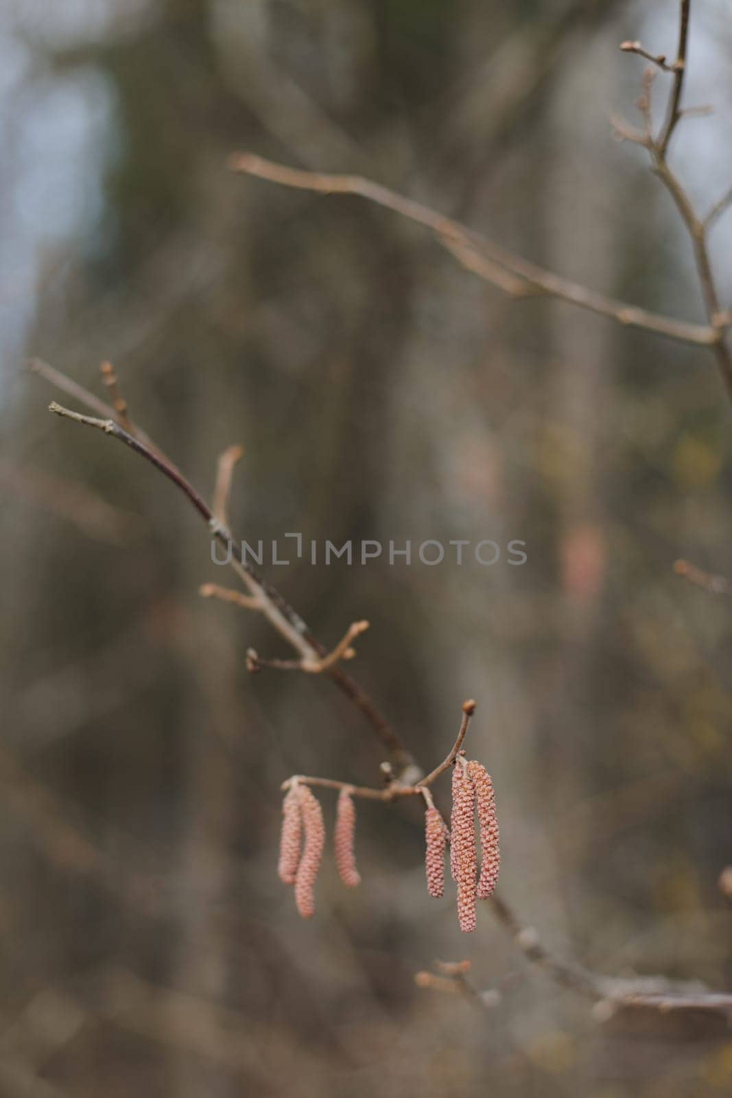 Close-up of birch chains. Birch buds in spring, on a branch. Earrings with yellow birch buds on the blurred nature background