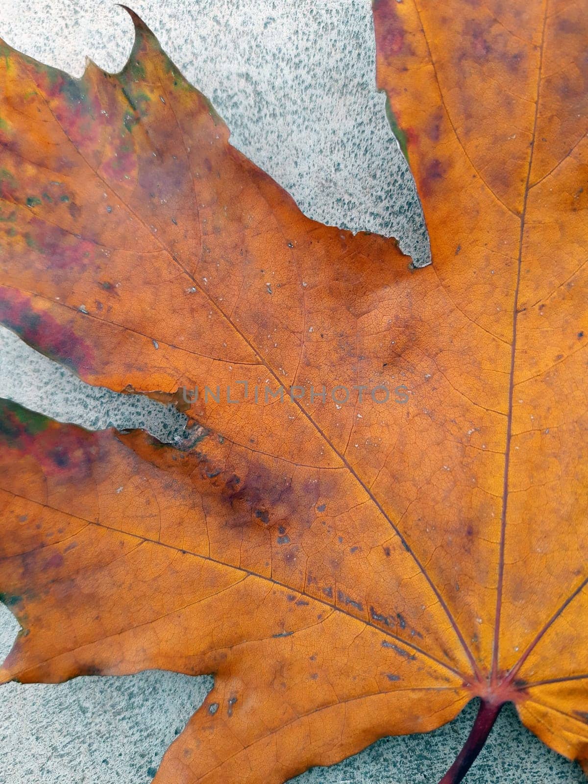 Yellow autumn maple leaf on gray concrete in the park close-up.