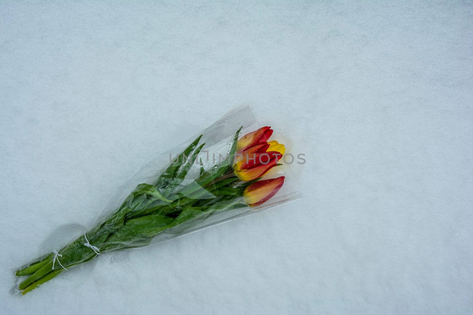 Flowers in the snow. a bouquet of tulips is lying on the snow by audiznam2609