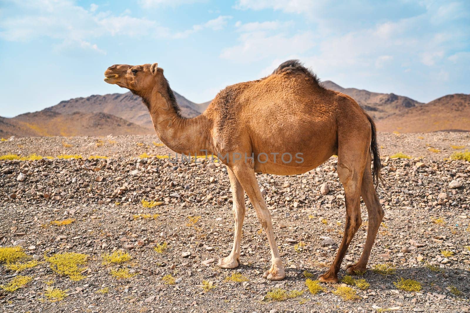 Light brown camel grazing on small grass patches in arid desert, small hills in distance, typical landscape near Al Qrash, Saudi Arabia.