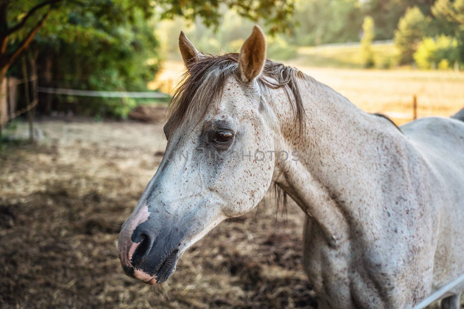 White spotted Arabian horse standing on farm ground, blurred meadow and forest background, closeup detail to animal head.