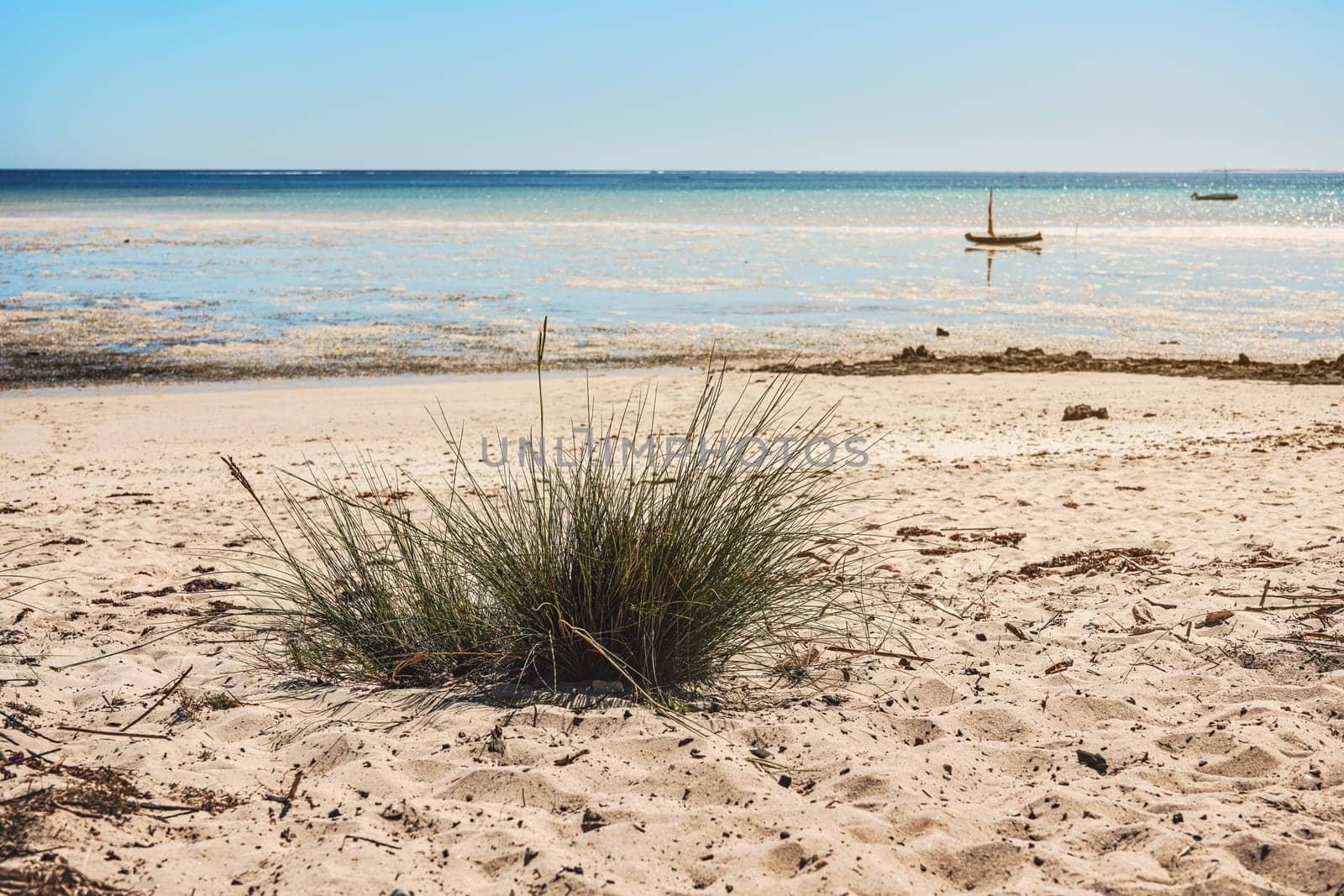 Small grass clusters growing on sandy beach, low sea water background, typical scenery near Anakao, Madagascar.