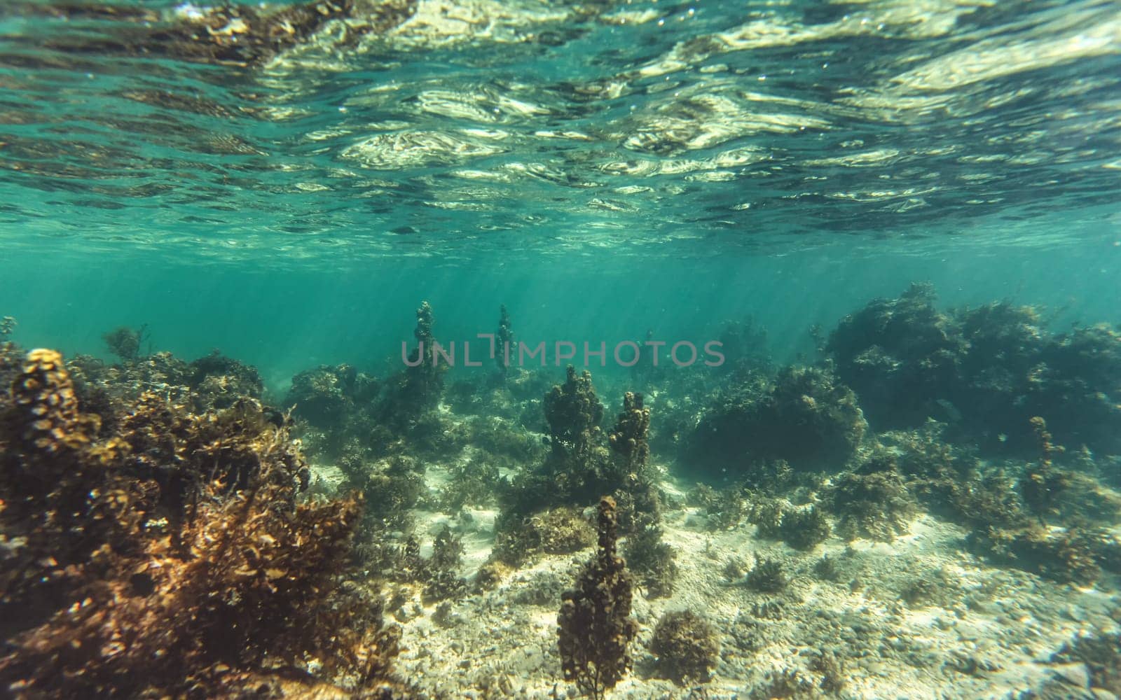 Snorkeling at Anakao, Madagascar - mostly plants on sandy sea floor visible, not much marine life, underwater photo.