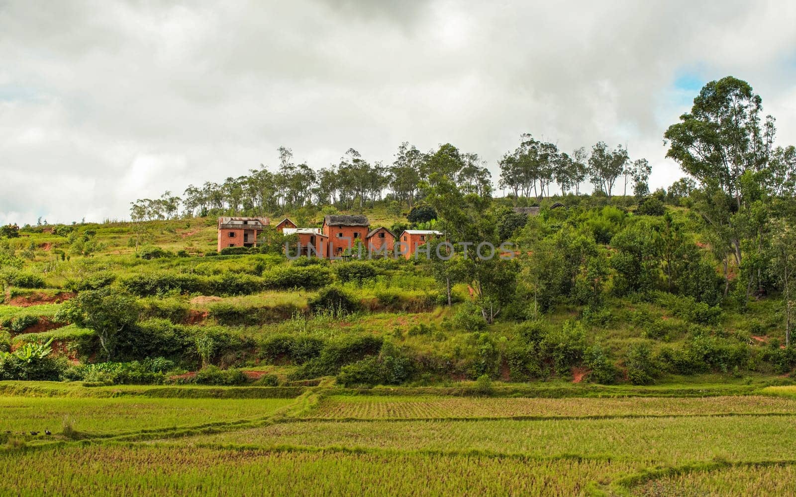 Typical Madagascar landscape - green and yellow rice terrace fields on small hills with clay houses in region near Iarinoro.