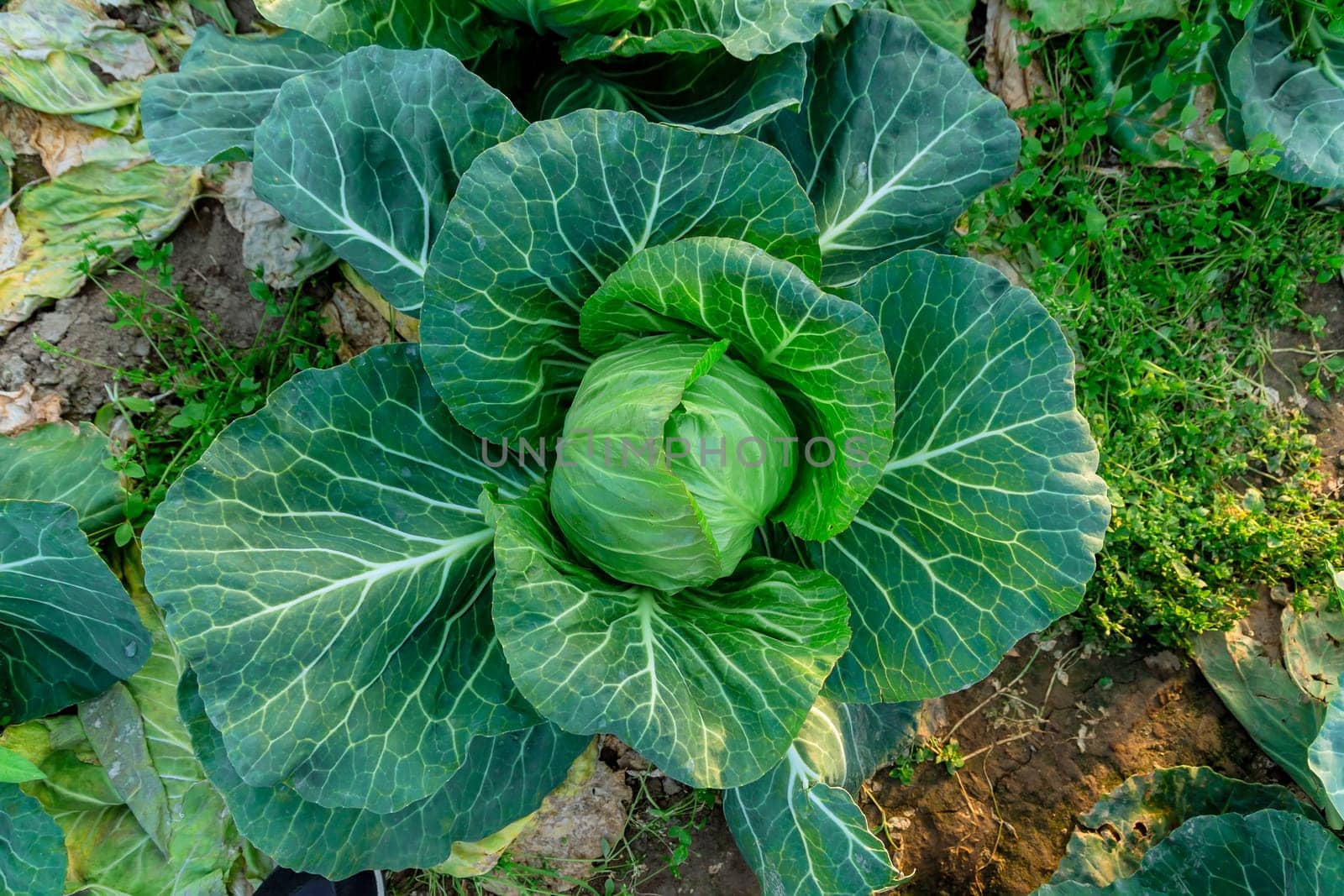 Close-up of early cabbage growing in a greenhouse. Agriculture.