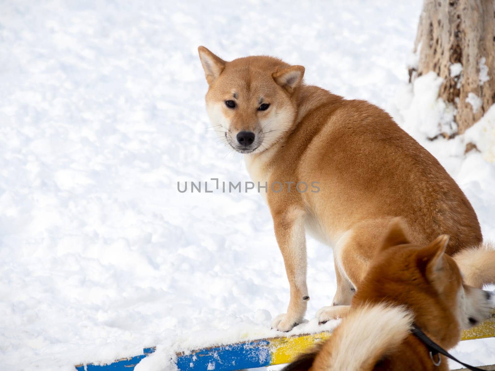 Japanese red coat dog is in winter forest. Portrait of beautiful Shiba inu male standing in the forest on the snow and trees background. High quality photo. Walk in winter