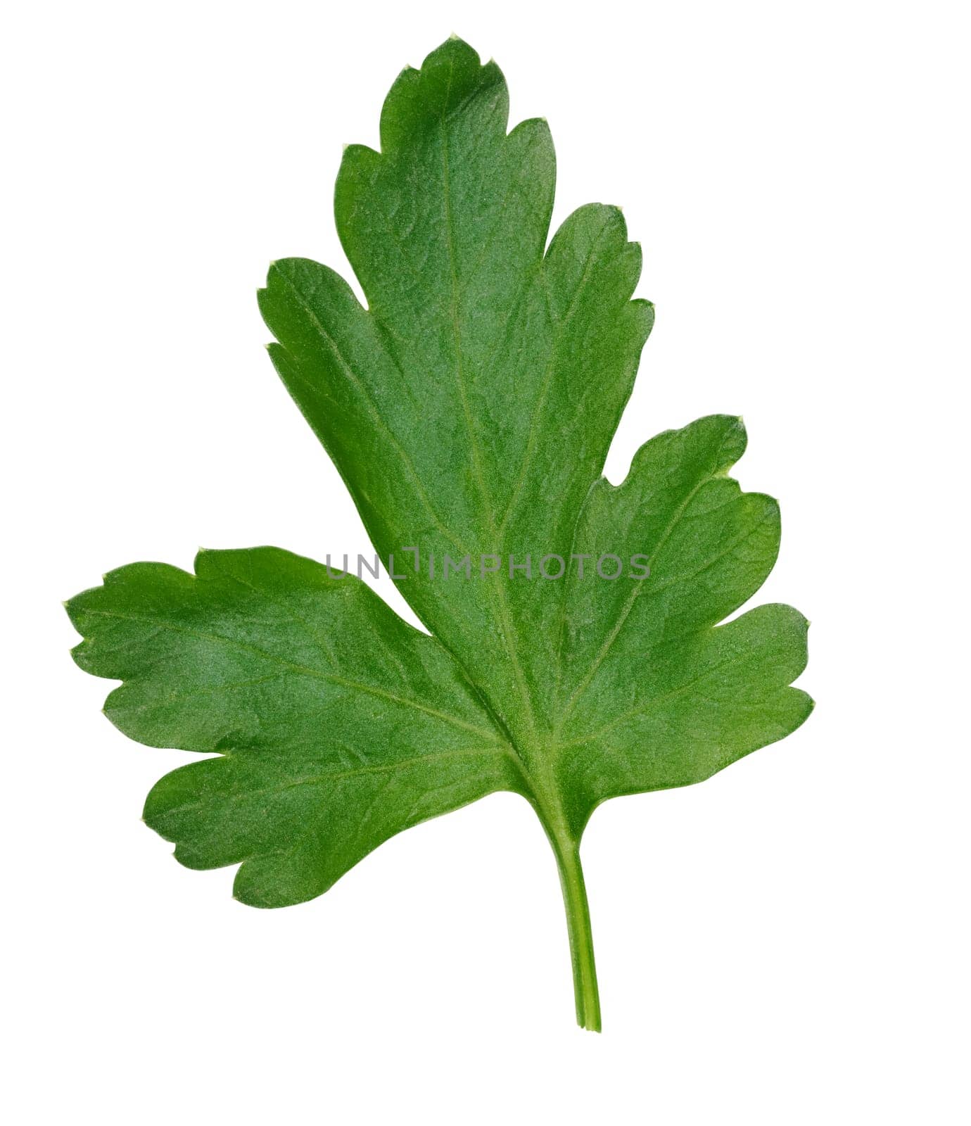 Green leaf of parsley on a white isolated background