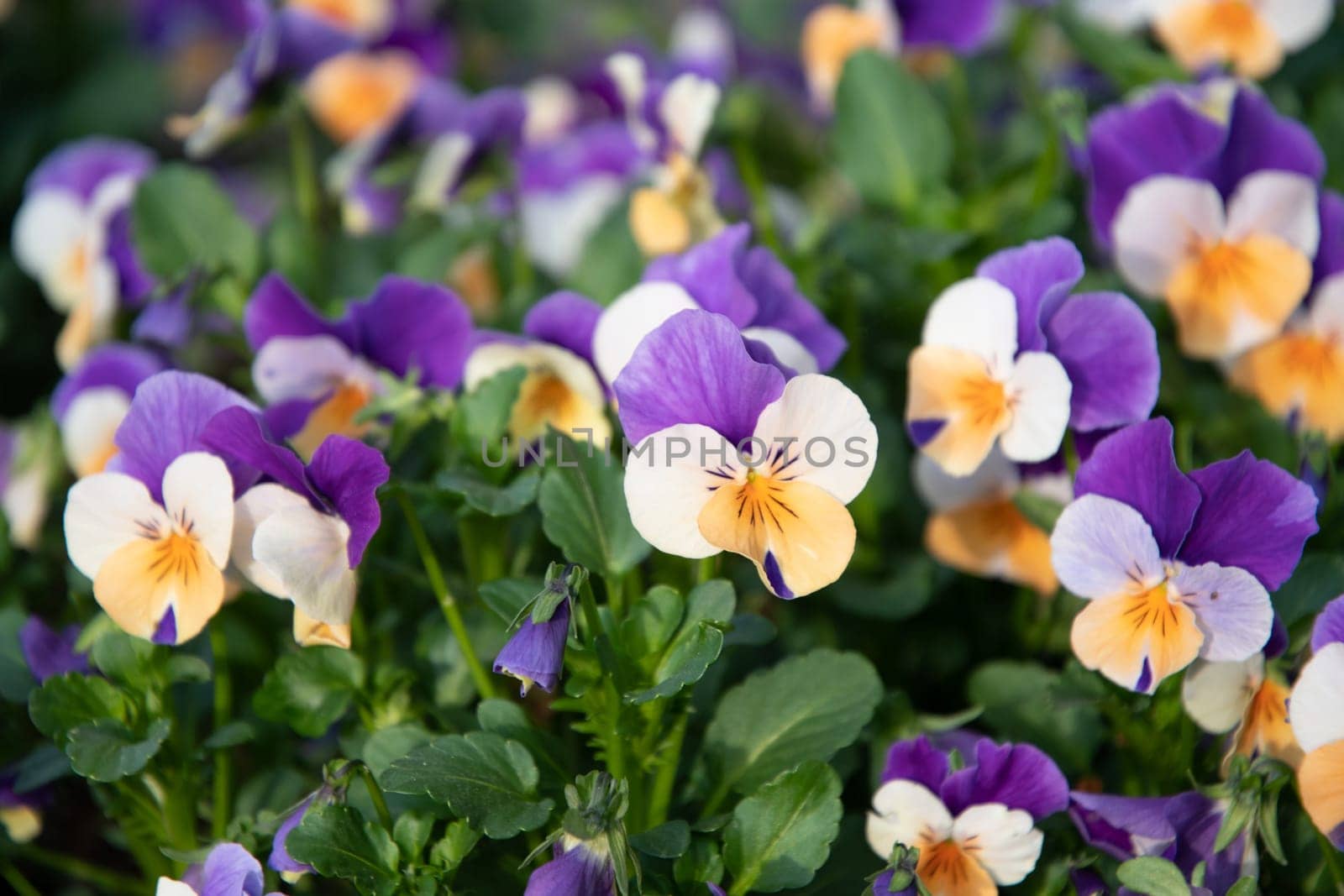 Flower carpet of purple-yellow pansies in a flower bed, spring background, Many bright spring flowers, High quality photo