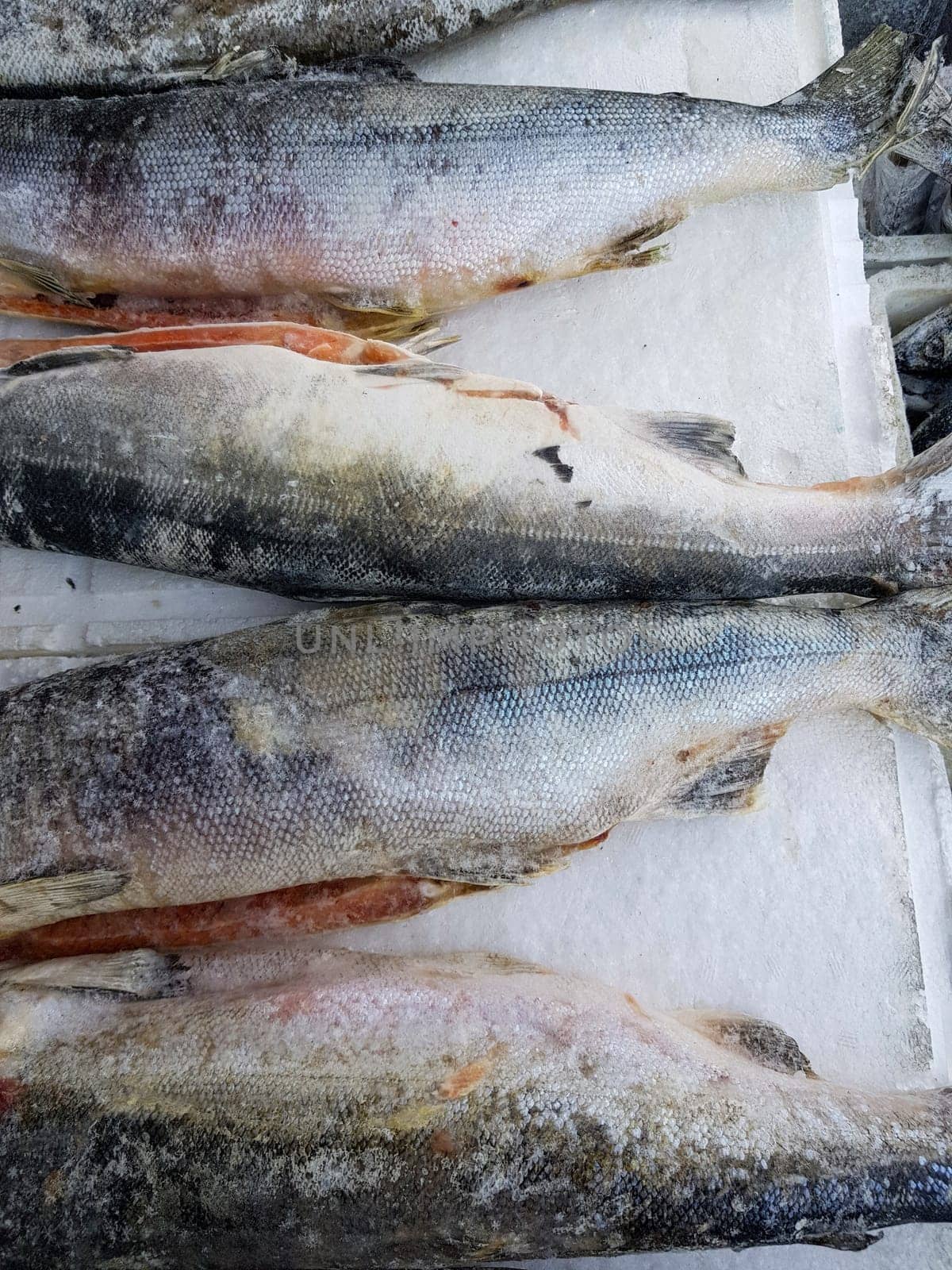 Frozen carcasses of red fish lie on ice on the counter of the fish market, top view, close-up