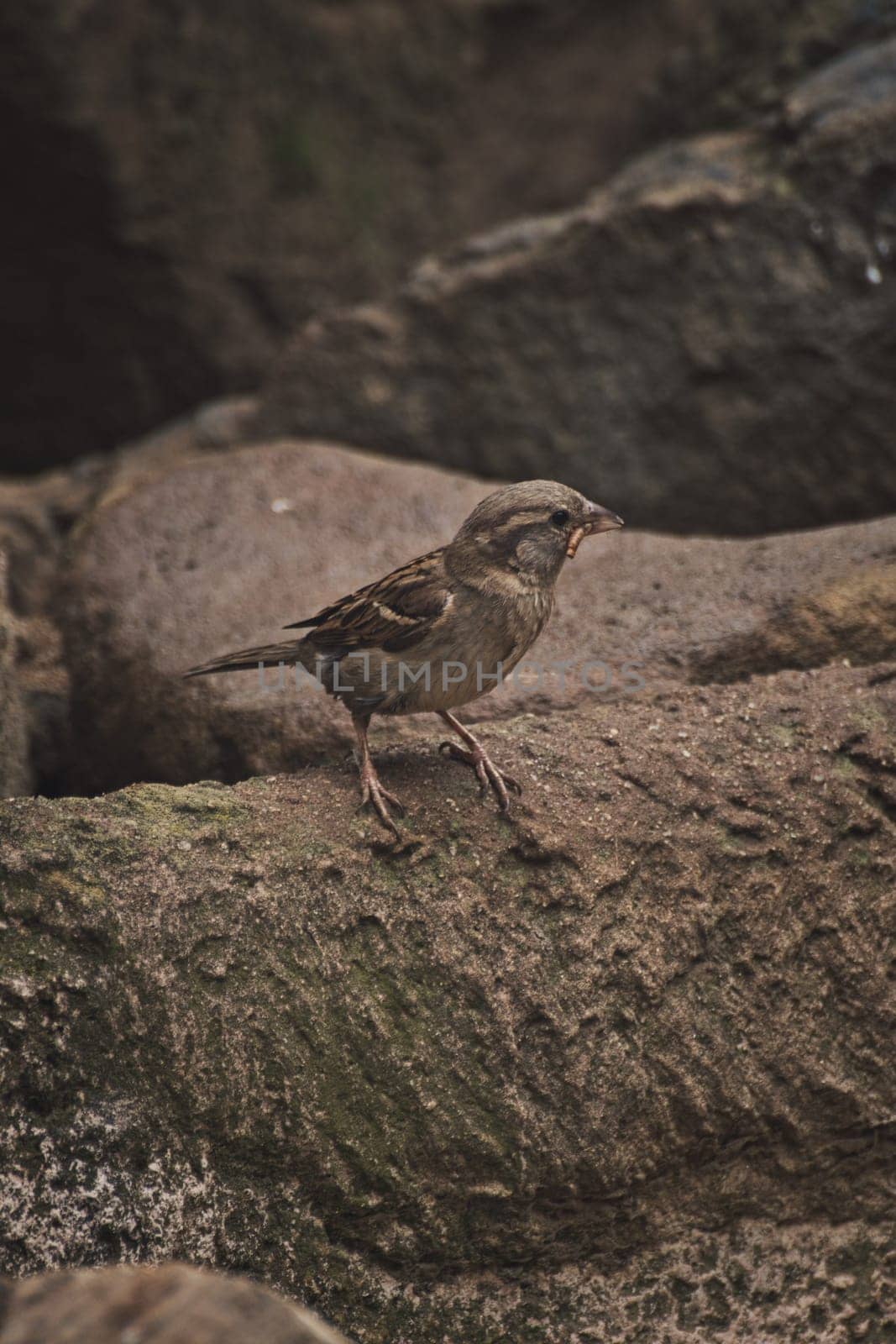 Vertical shot of a Sparrow with worm in its beak in a zoo