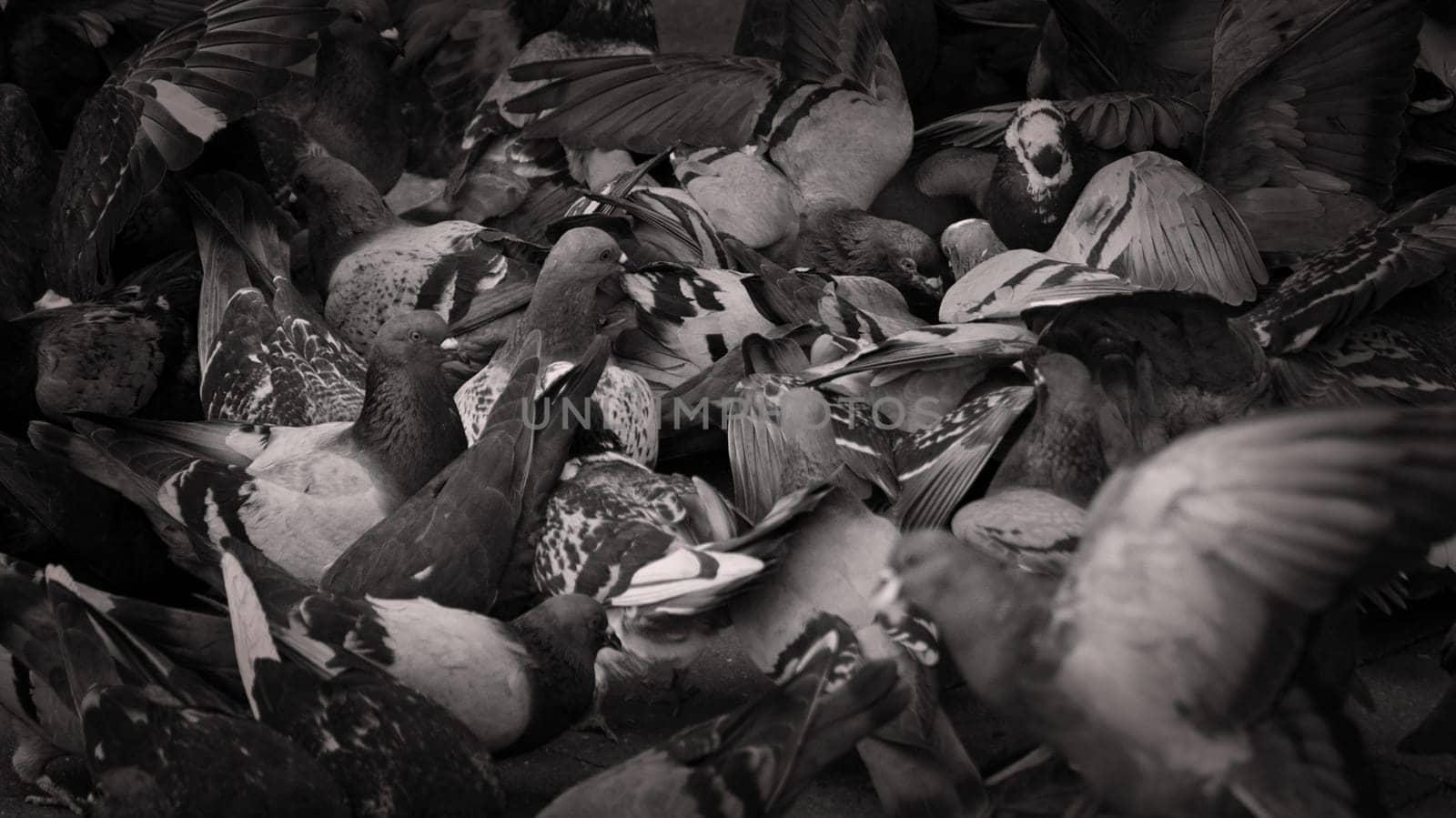 Several gray pigeons in a flock on the streets of Essen, NRW, Germany