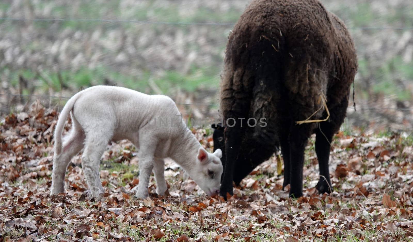 Black sheep mother with white lamb. No doubt what colour the father was.