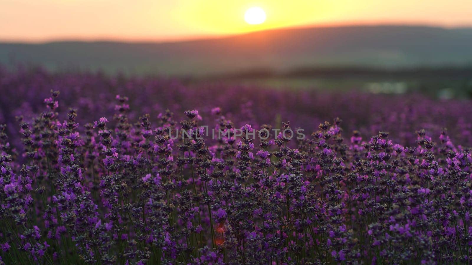 Lavender field at sunset. Blooming purple fragrant lavender flowers against the backdrop of a sunset sky by Matiunina