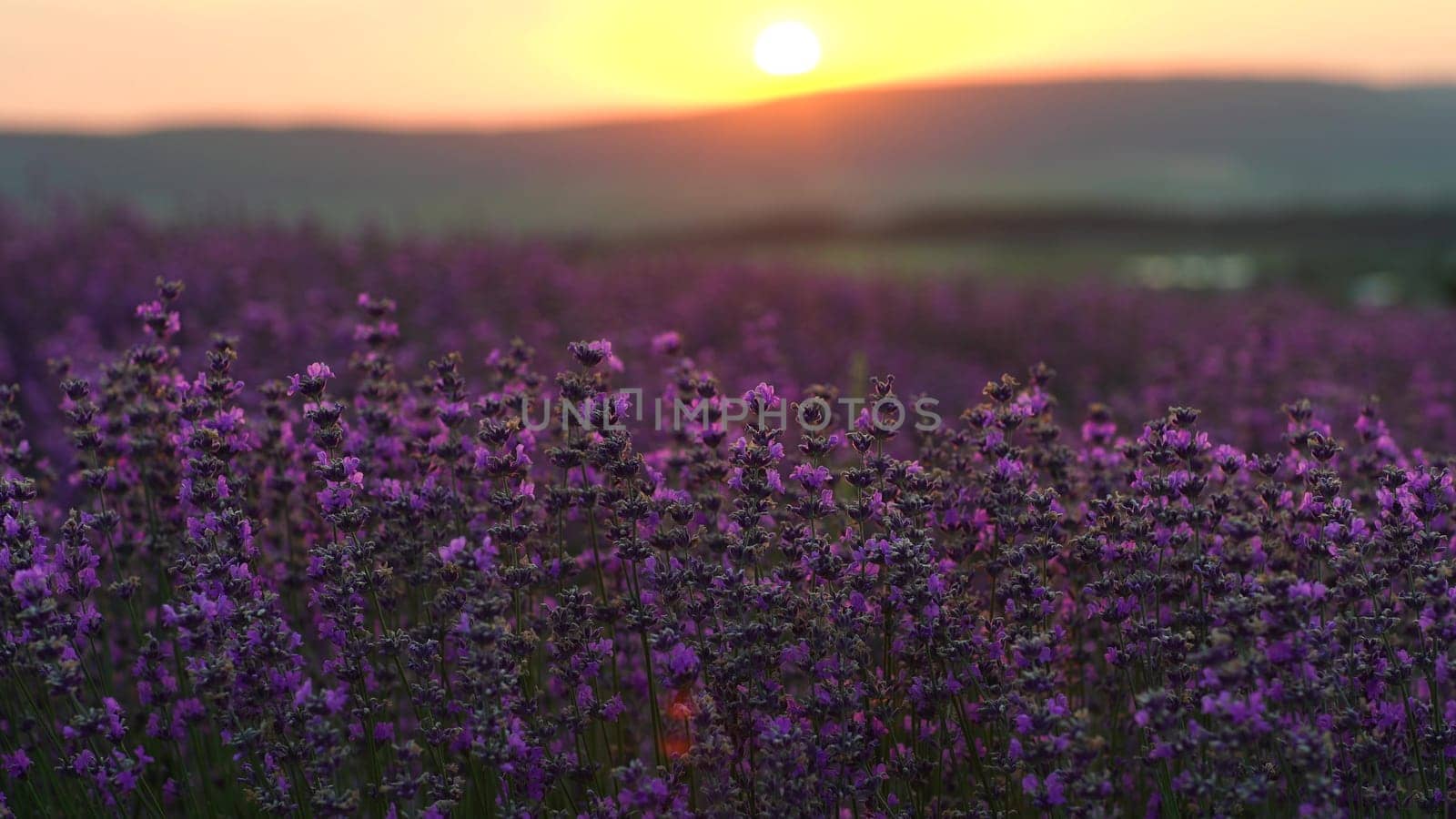 Lavender field at sunset. Blooming purple fragrant lavender flowers against the backdrop of a sunset sky.