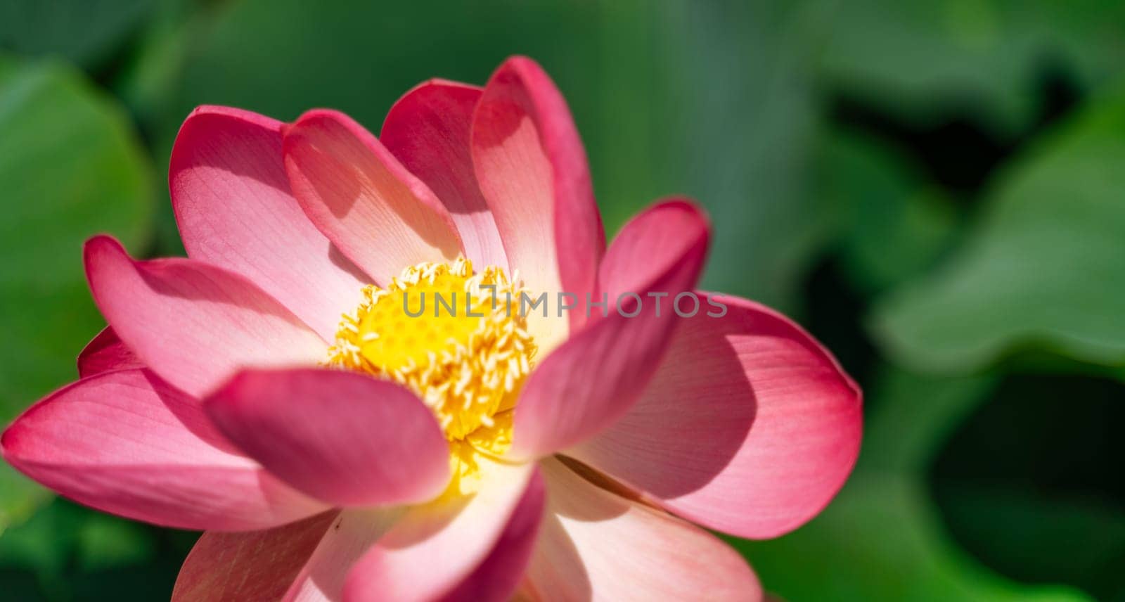 A pink lotus flower sways in the wind, Nelumbo nucifera. Against the background of their green leaves. Lotus field on the lake in natural environment. by Matiunina